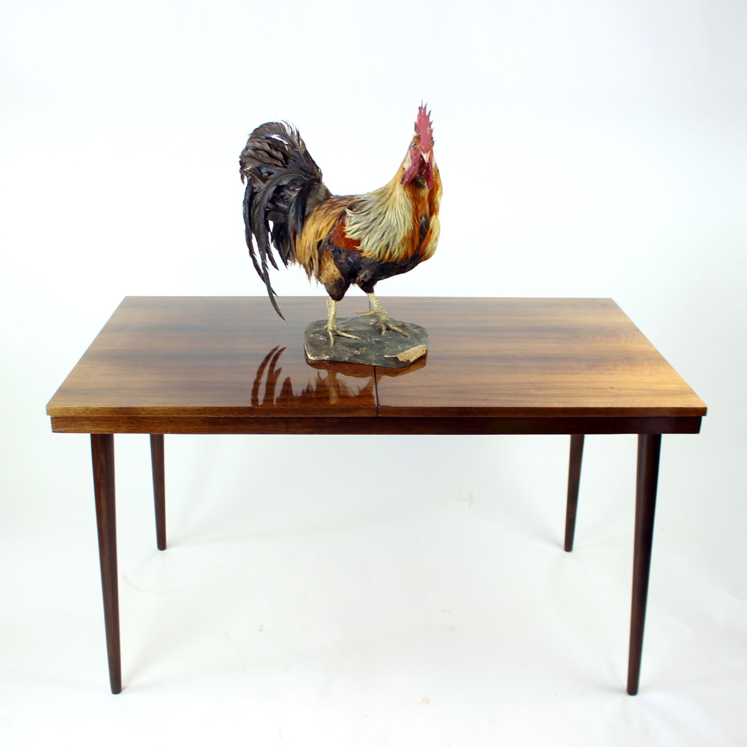 Large Antique German Taxidermy Rooster, Early 1900s photo furniture