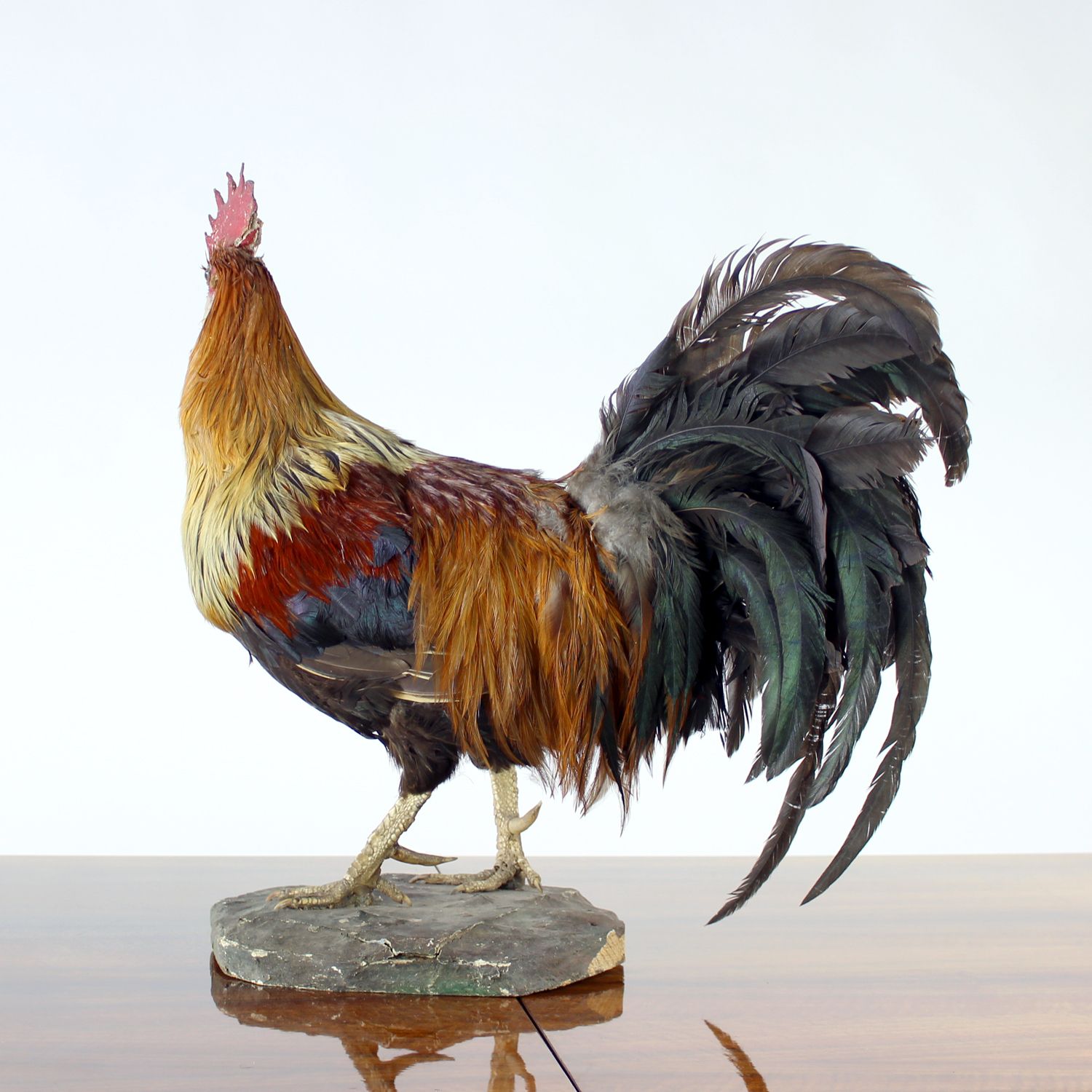 Large Antique German Taxidermy Rooster, Early 1900s photo Home Decor