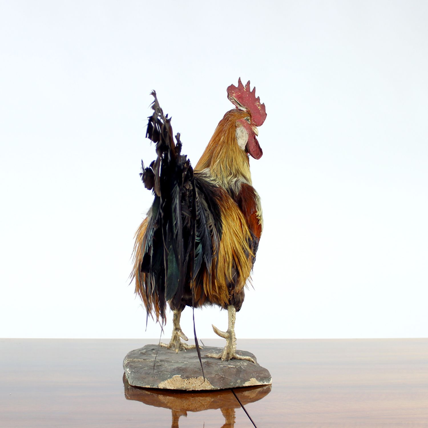 Large Antique German Taxidermy Rooster, Early 1900s photo 1240.0