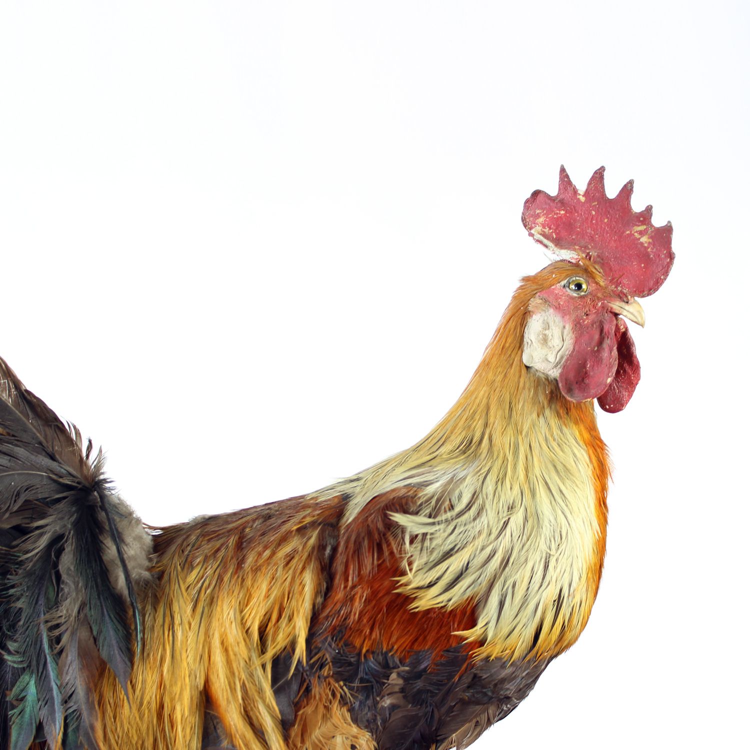 photo buy Large Antique German Taxidermy Rooster, Early 1900s
