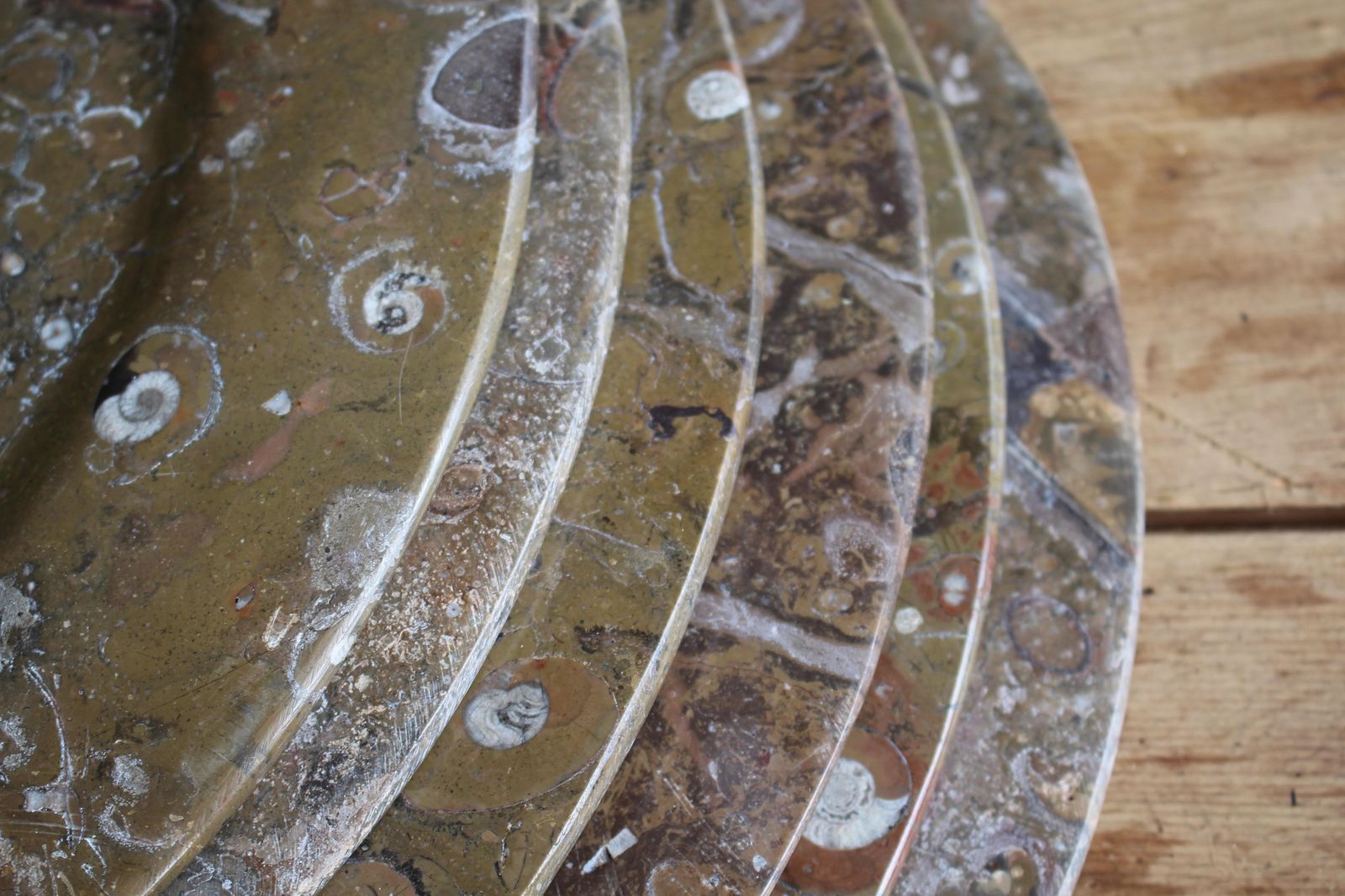 Eight Orthoceras & Ammonite Fossil Plates Platters Chargers Natural History photo vinterior