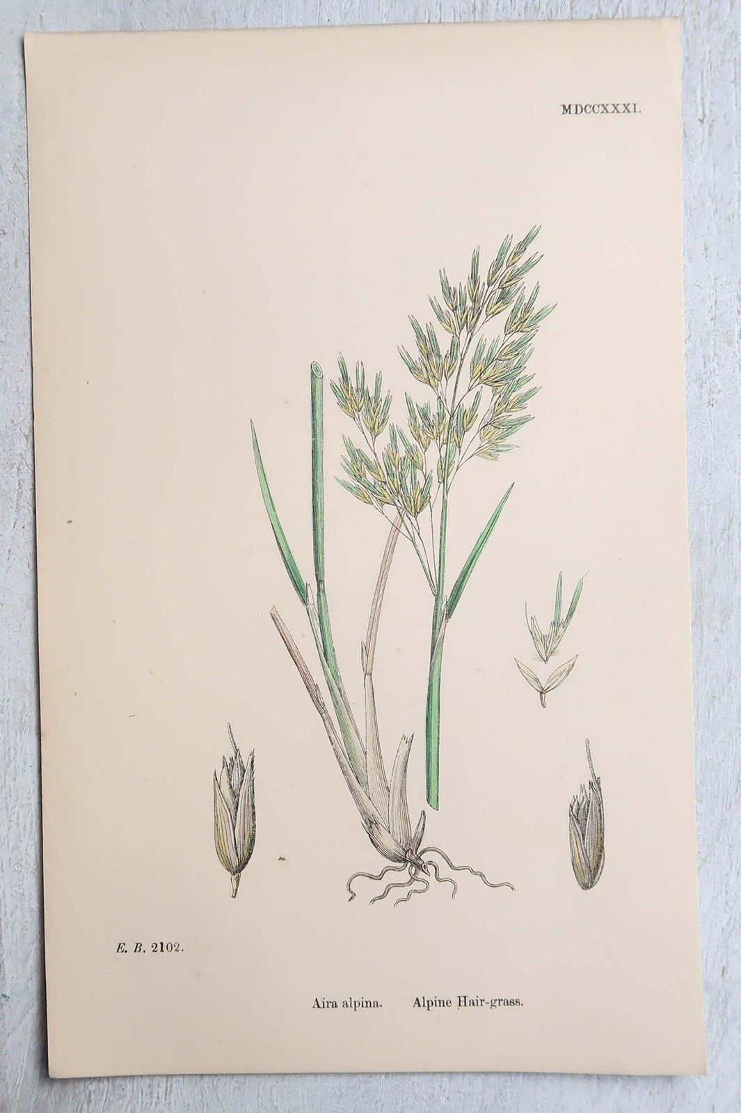 Set Of 16 Original Antique Botanical Prints   Grasses. C.1850 photo vinterior