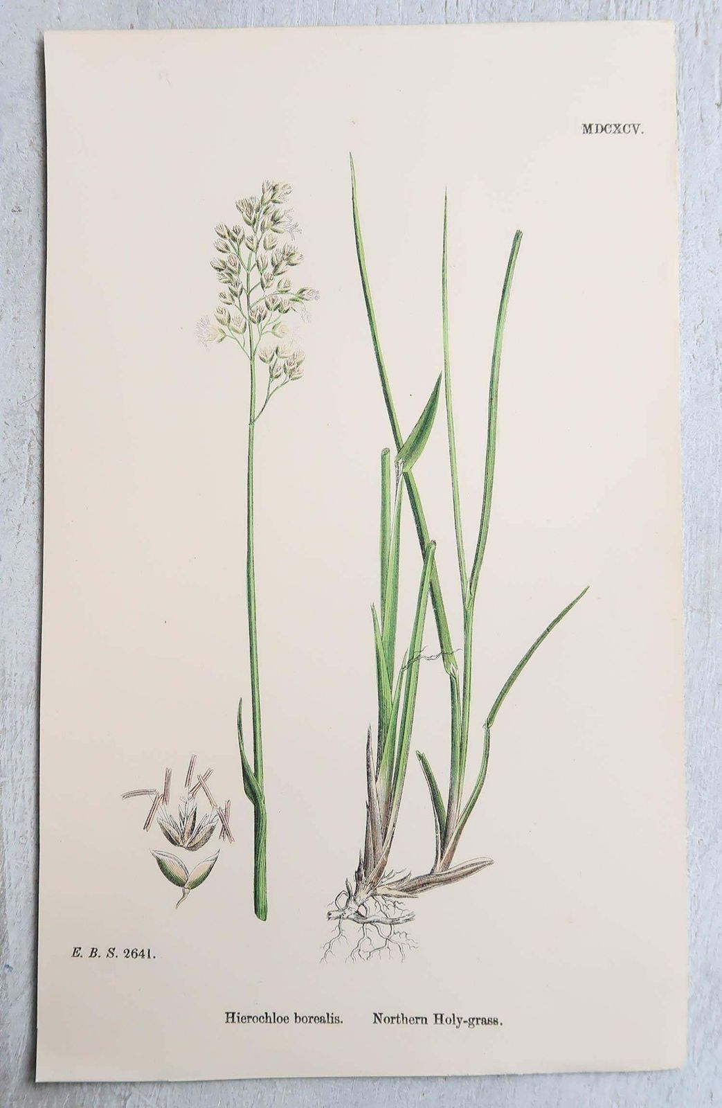photo furniture Set Of 16 Original Antique Botanical Prints   Grasses. C.1850