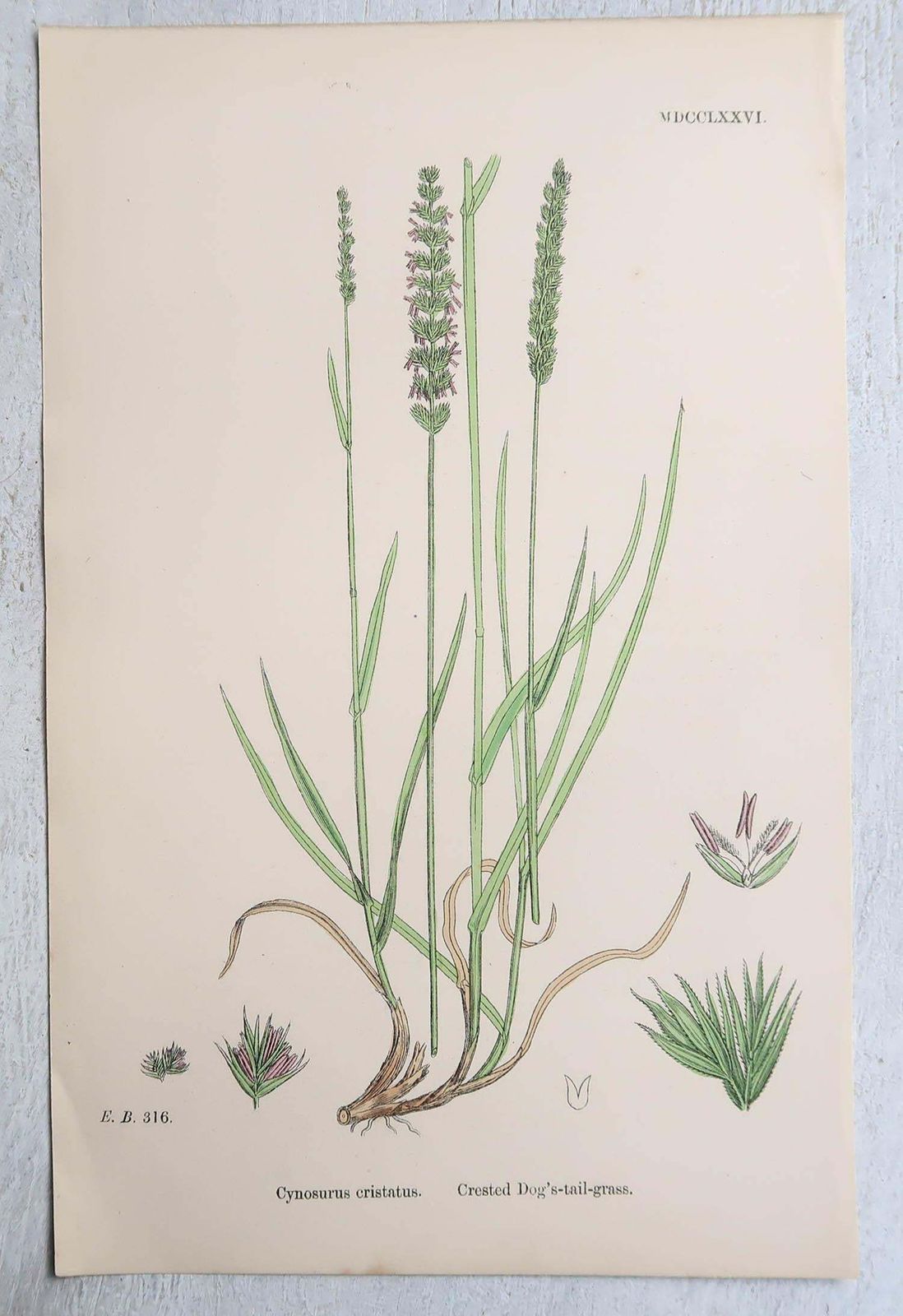 Art Set Of 16 Original Antique Botanical Prints   Grasses. C.1850 photo