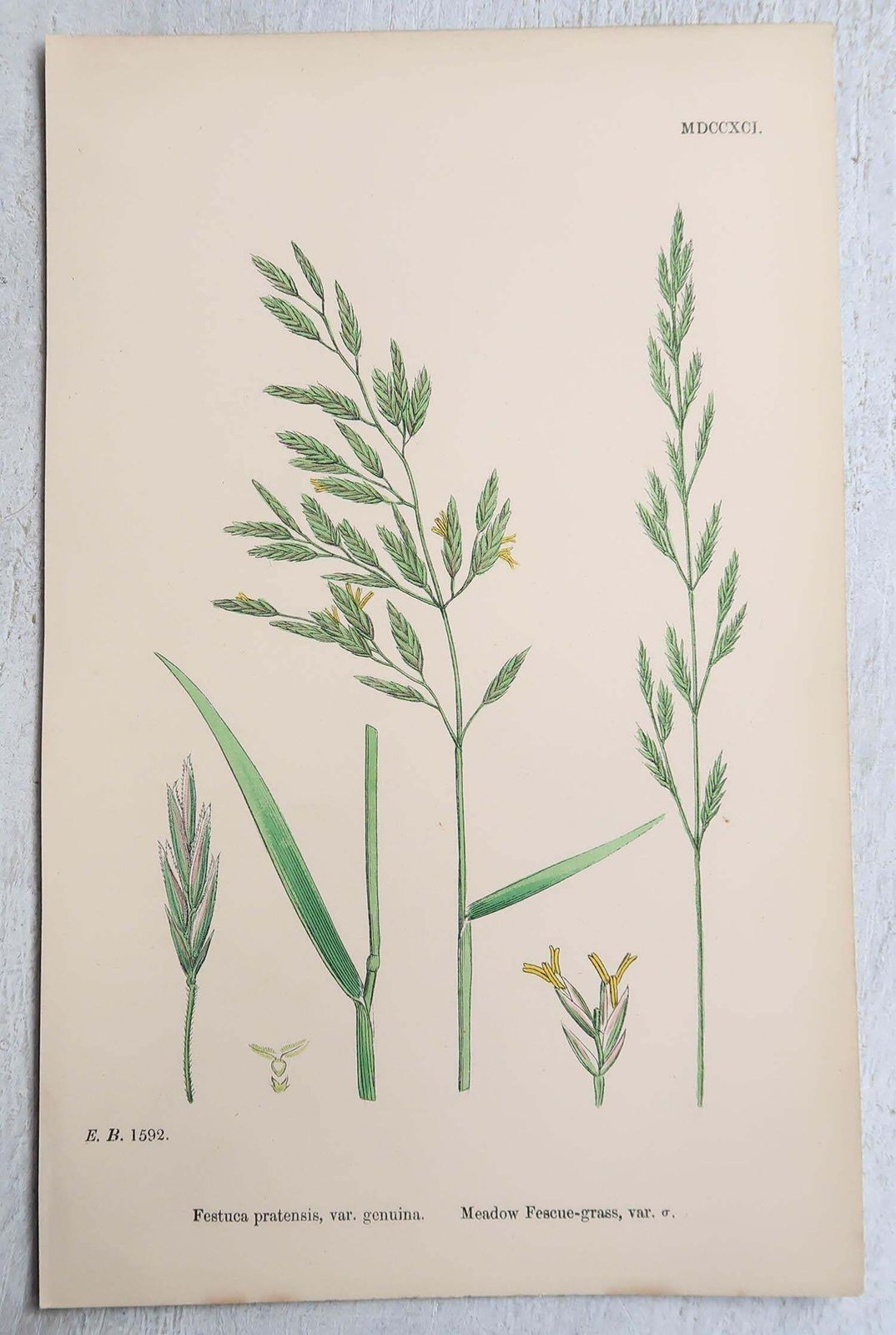 photo vintage Set Of 16 Original Antique Botanical Prints   Grasses. C.1850