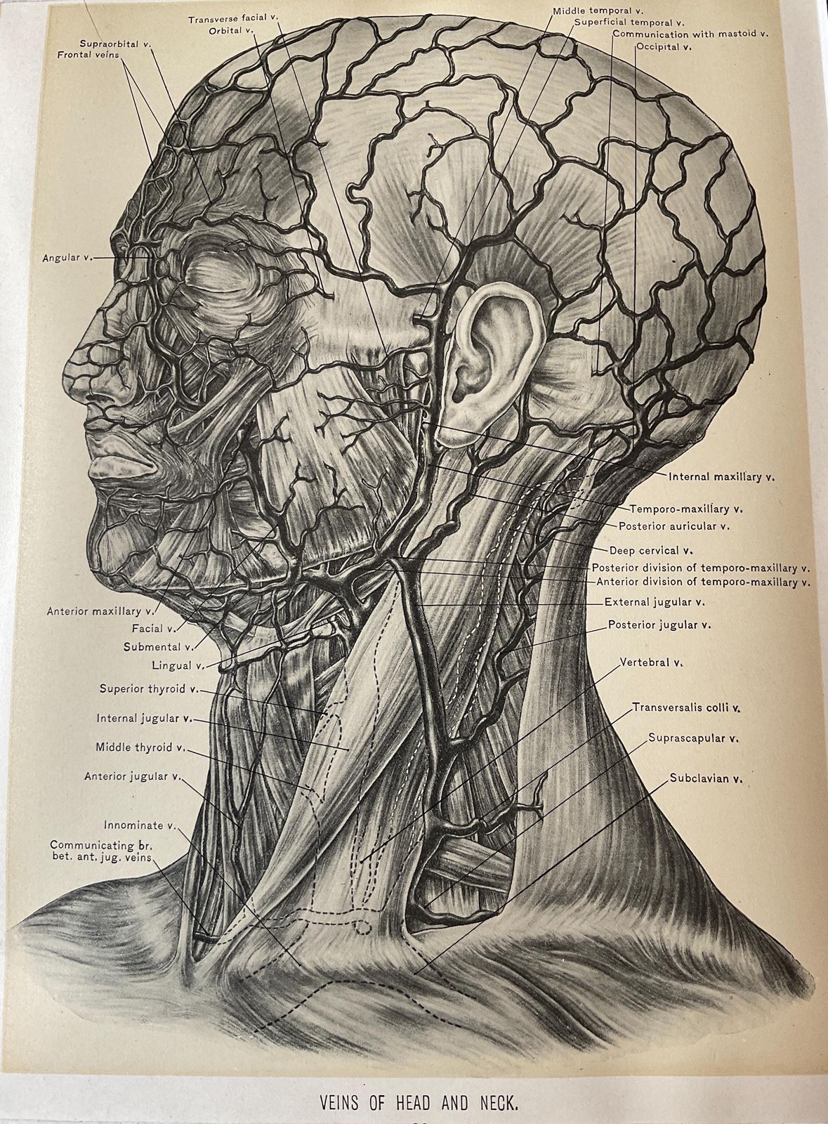 Antieke anatomische gravures uit 1900. Wanddecoratie. photo vinterior
