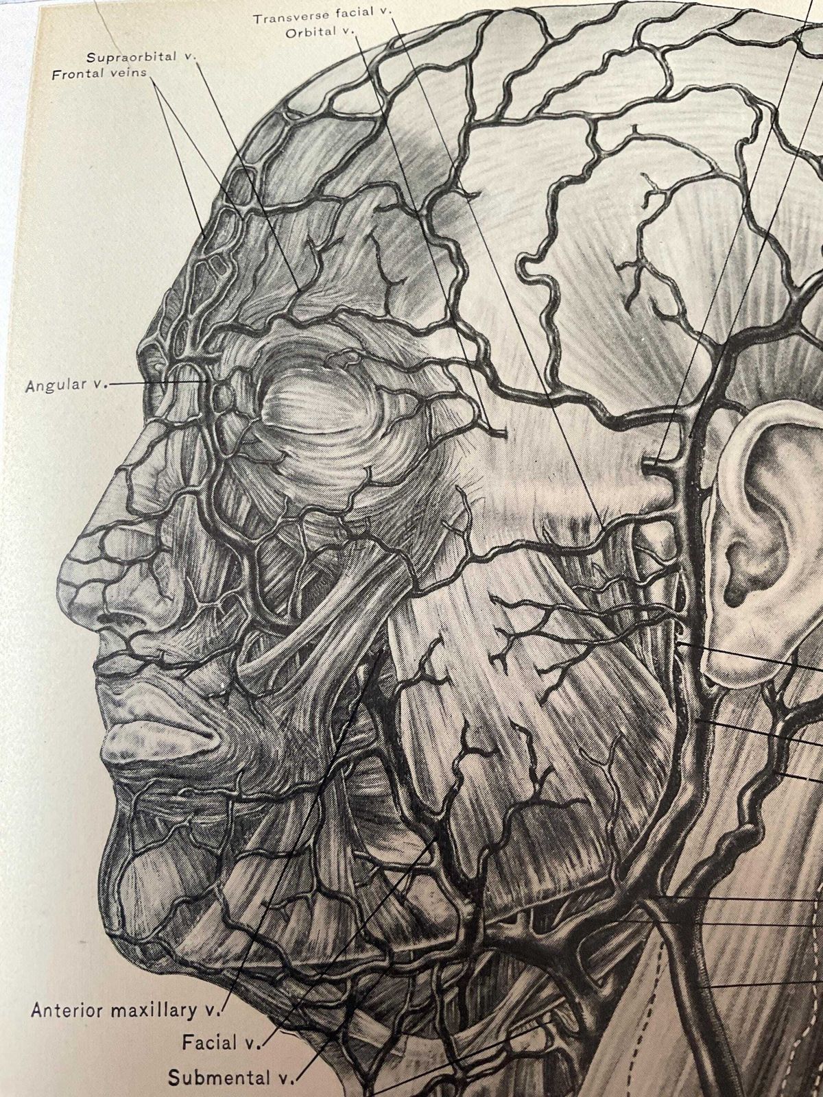 Antieke anatomische gravures uit 1900. Wanddecoratie. photo buy