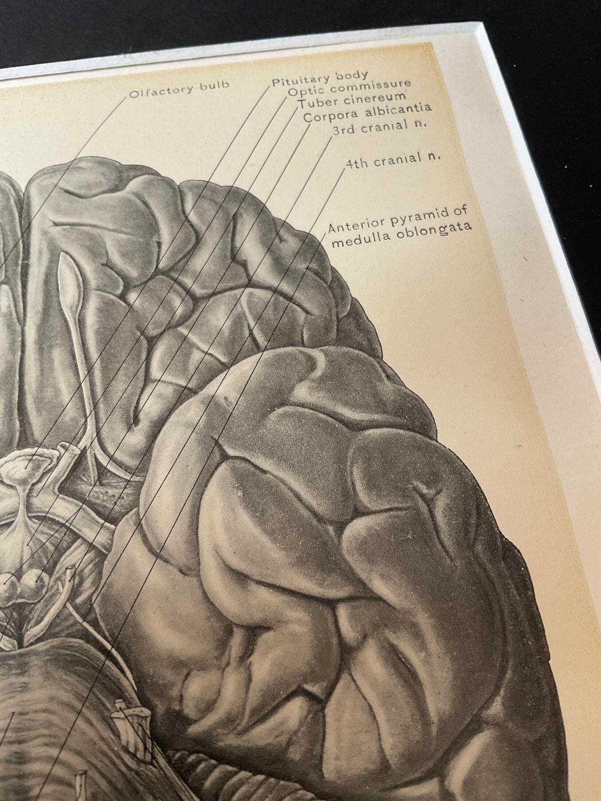 photo for sale Antieke anatomische gravures uit 1900. Wanddecoratie.
