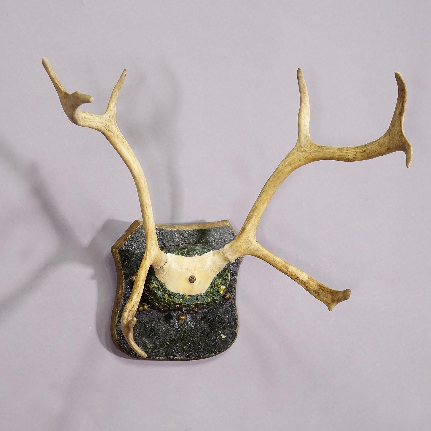 Antique Reindeer Antler Mount Taxidermy Cabin Decor Skull Antlers photo for sale