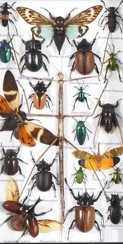 Entomology Cased Beetle Collection Specimen photo for sale