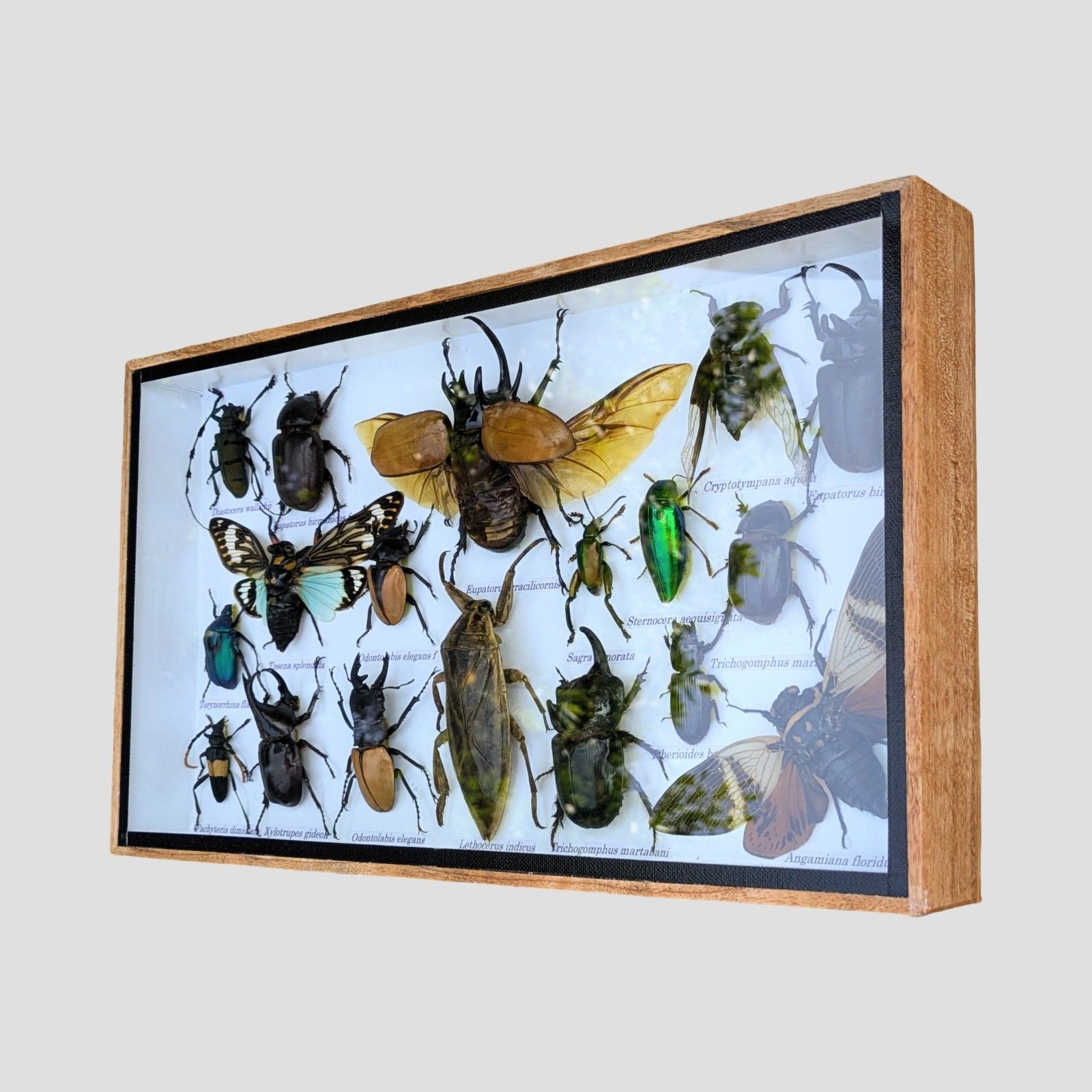 Entomology Cased Beetle Collection Specimen photo furniture