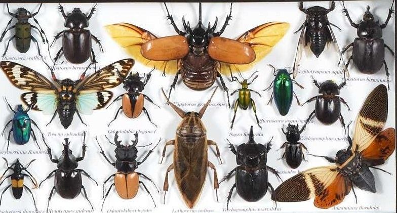 Entomology Cased Beetle Collection Specimen photo for sale