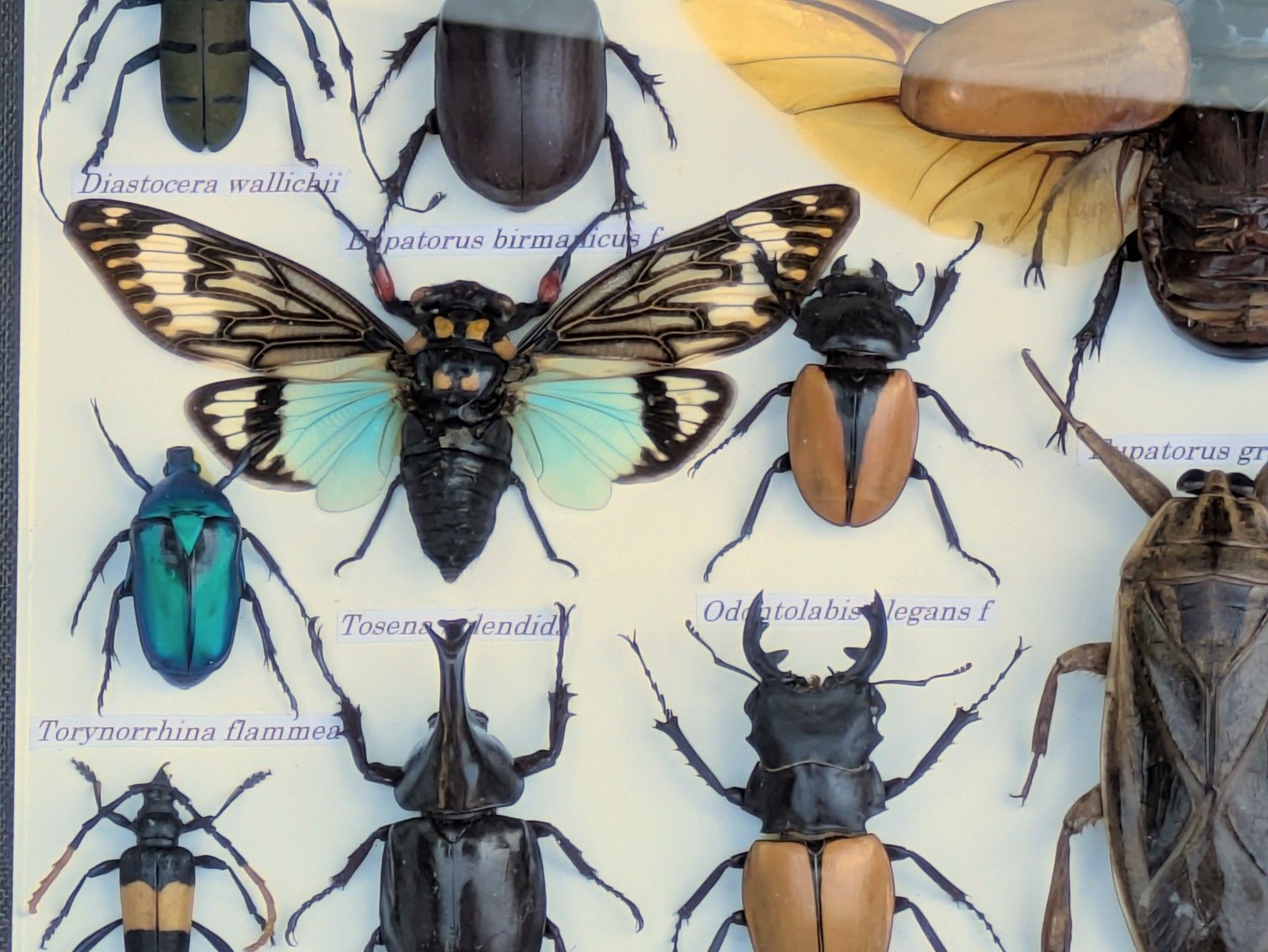 Entomology Cased Beetle Collection Specimen photo Home Decor