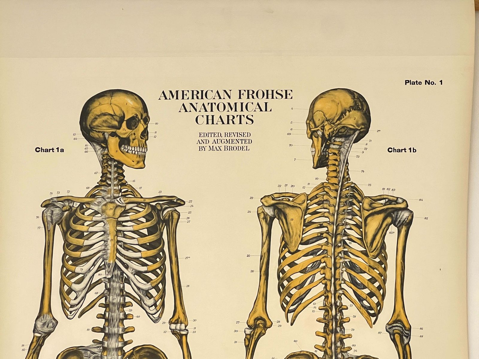 Aj Nystrom & Co. American Frohse Anatomical Chart photo furniture