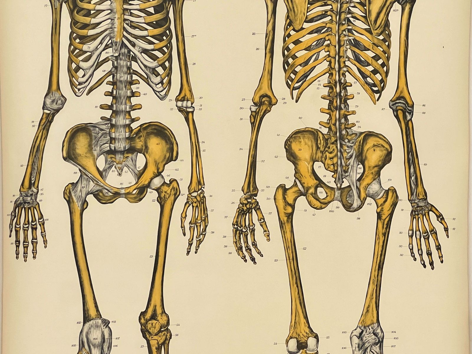 Aj Nystrom & Co. American Frohse Anatomical Chart photo for sale