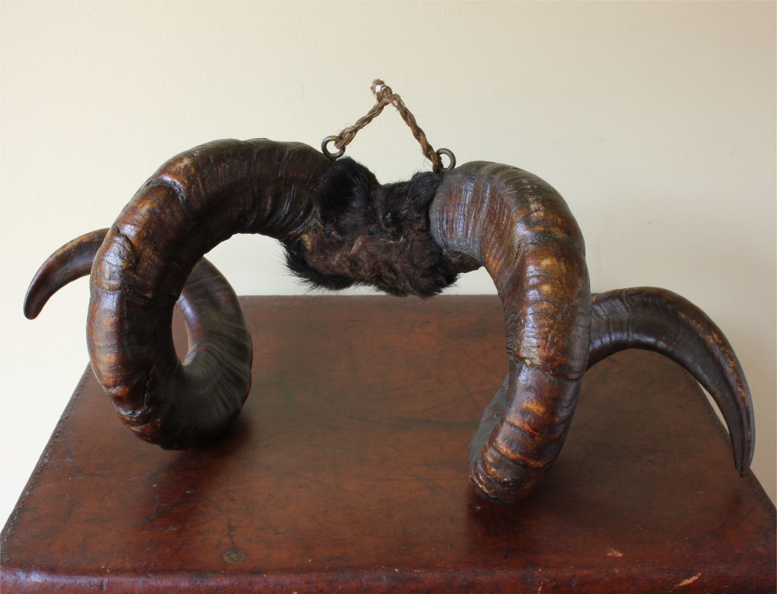 Antique Taxidermy Ram's Horns. Victorian Wall Hanging Male Sheep Horn. photo furniture