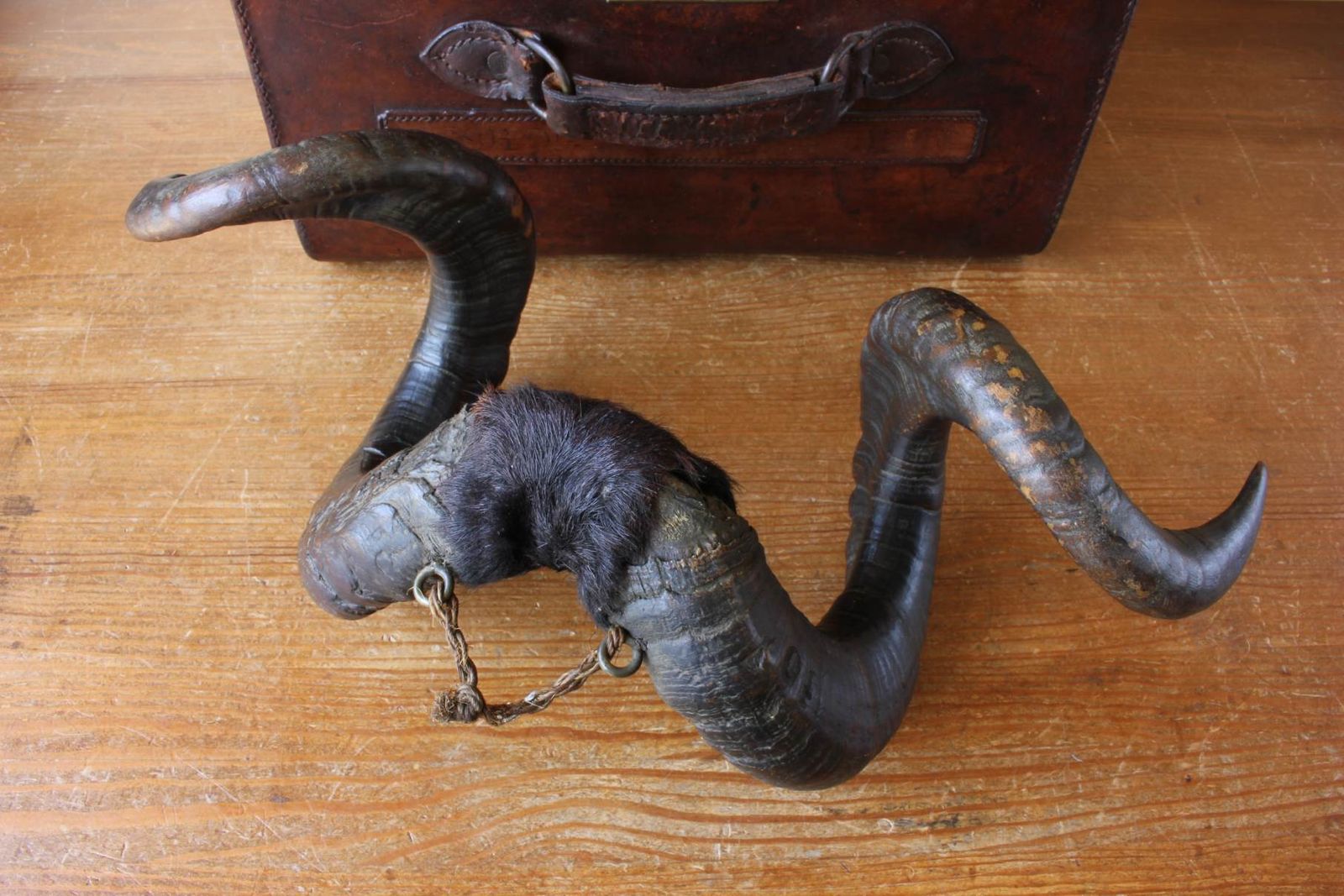 Antique Taxidermy Ram's Horns. Victorian Wall Hanging Male Sheep Horn. photo vintage