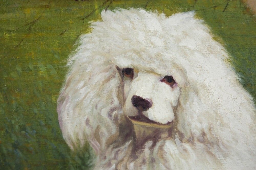 Early 20th Century Oil On Canvas Dog Portrait Of A White Poodle photo Art
