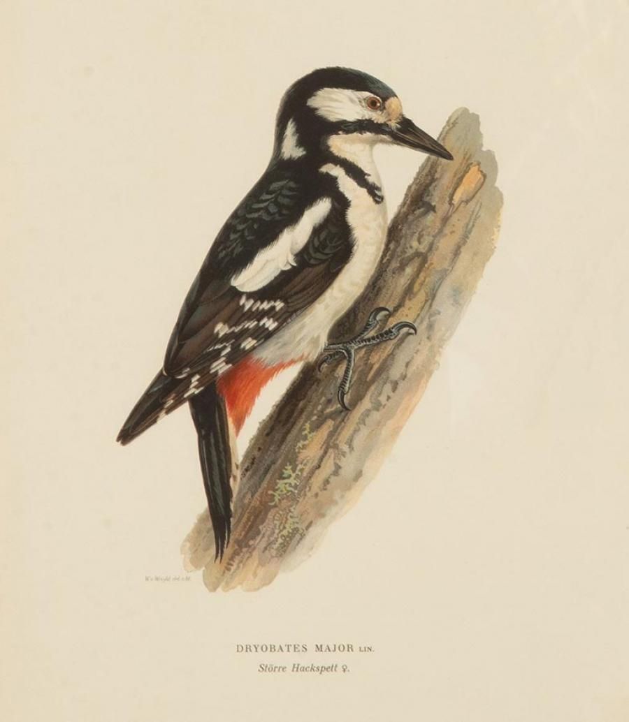 Collection Of Nine 20th Century Engravings Of Cuckoos By Magnus And Wilhelm Von Wright photo for sale