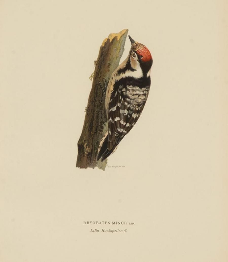 Collection Of Nine 20th Century Engravings Of Cuckoos By Magnus And Wilhelm Von Wright photo Art