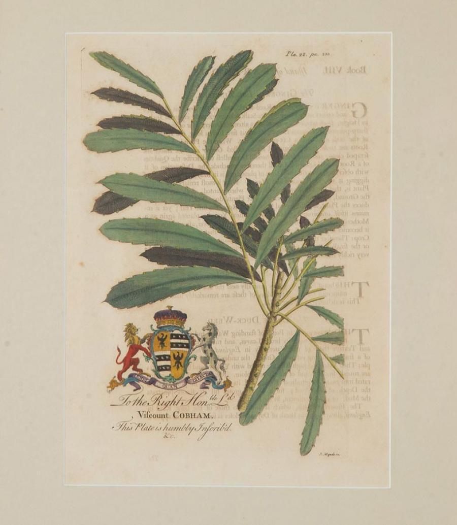 Collection Of Nine 18th Century Tropical Botanical Engravings By Georg Dionysius Ehret photo for sale