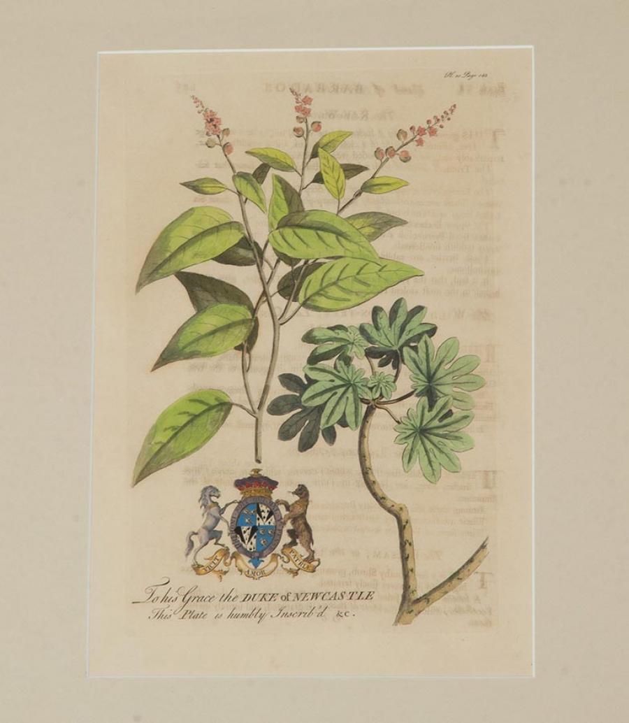 Collection Of Nine 18th Century Tropical Botanical Engravings By Georg Dionysius Ehret photo Art