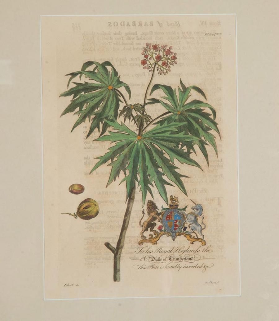 photo furniture Collection Of Nine 18th Century Tropical Botanical Engravings By Georg Dionysius Ehret