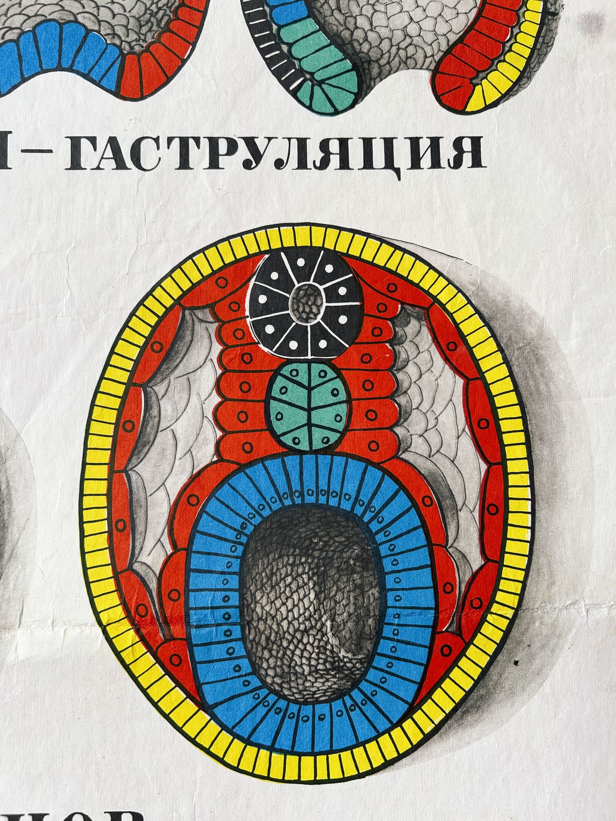 1978 Original Soviet Vintage Large Biology School Chart "Individual Development Of Chordates" Paper On Linen, Ussr Mid Century Educational Poster photo vinterior