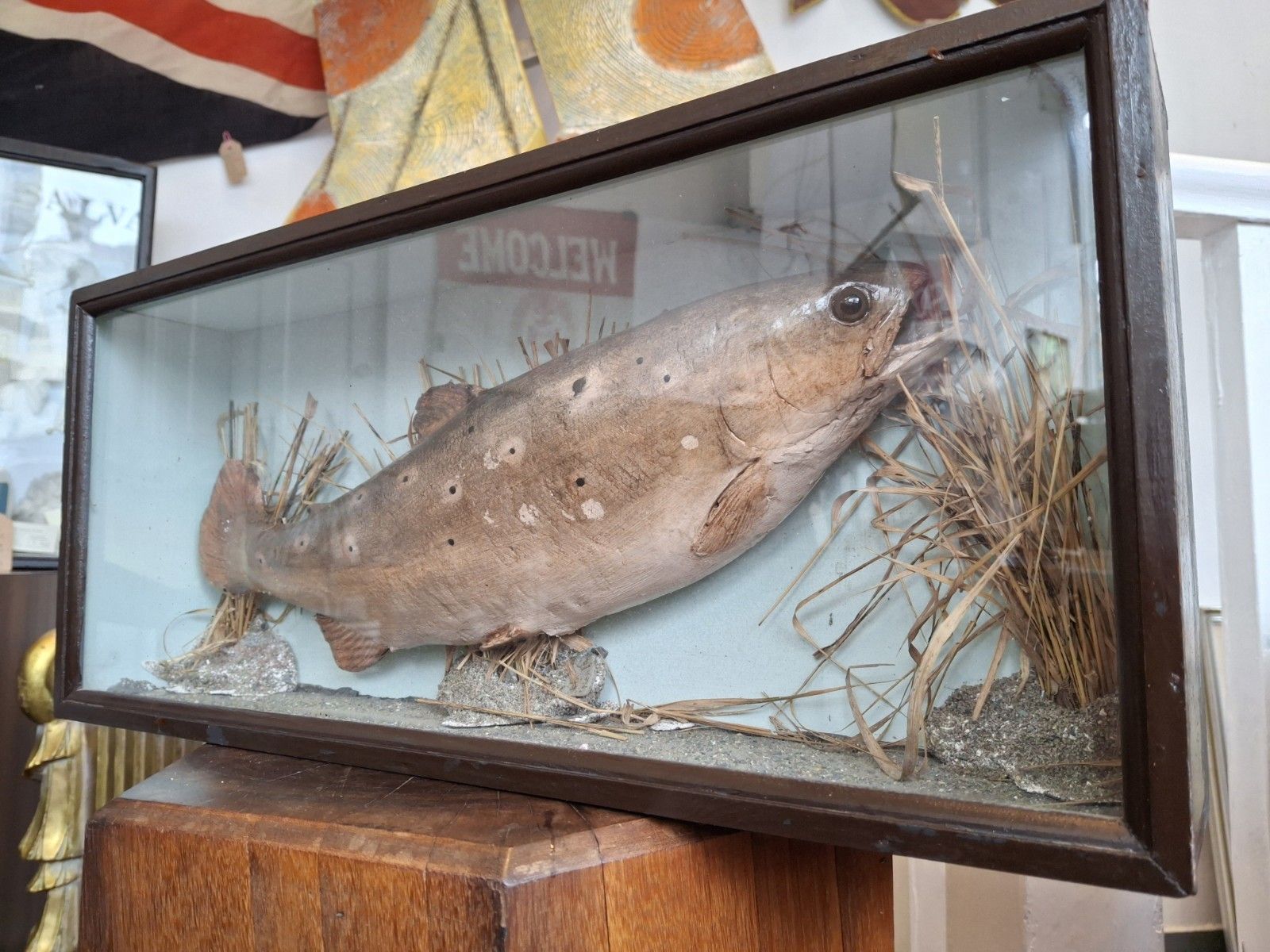 Early 20th Century Cased Brown Carved Trout Presentation Model Fish.