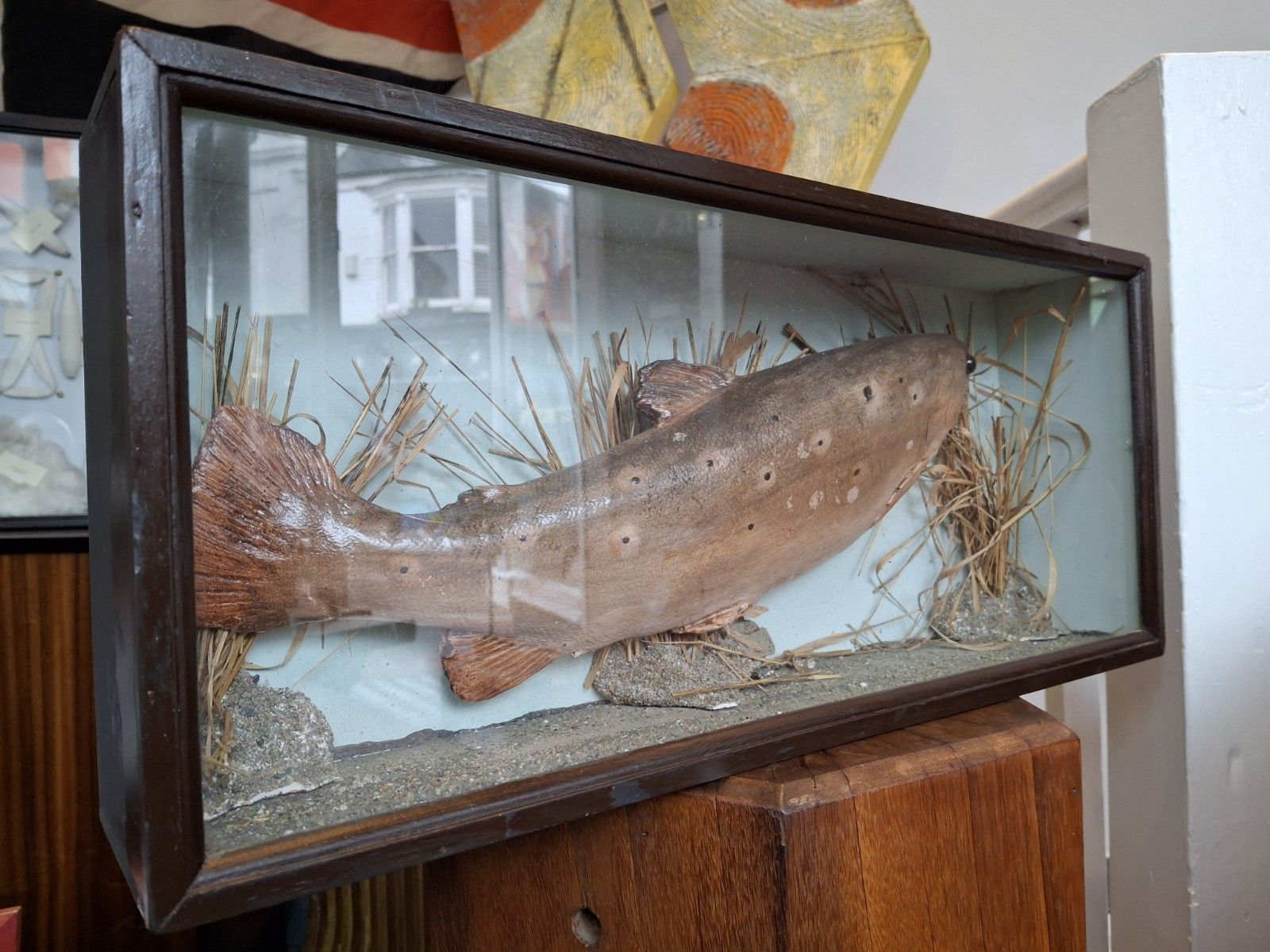 Early 20th Century Cased Brown Carved Trout Presentation Model Fish. photo for sale