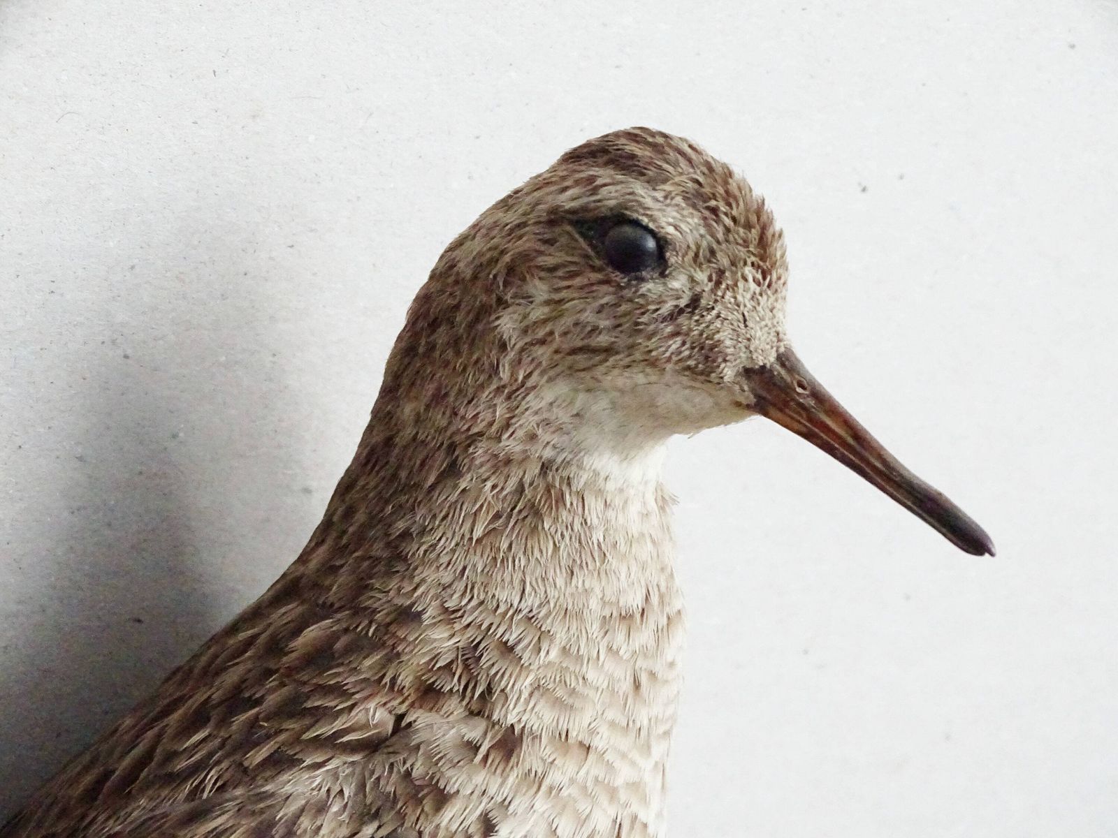 Vintage Opgezette Vogel Calidris Pugnax, Echte Genaturaliseerde Vogel Op Tak, Europees Jachttrofee, Opgezette Vogel, Taxidermie photo vintage