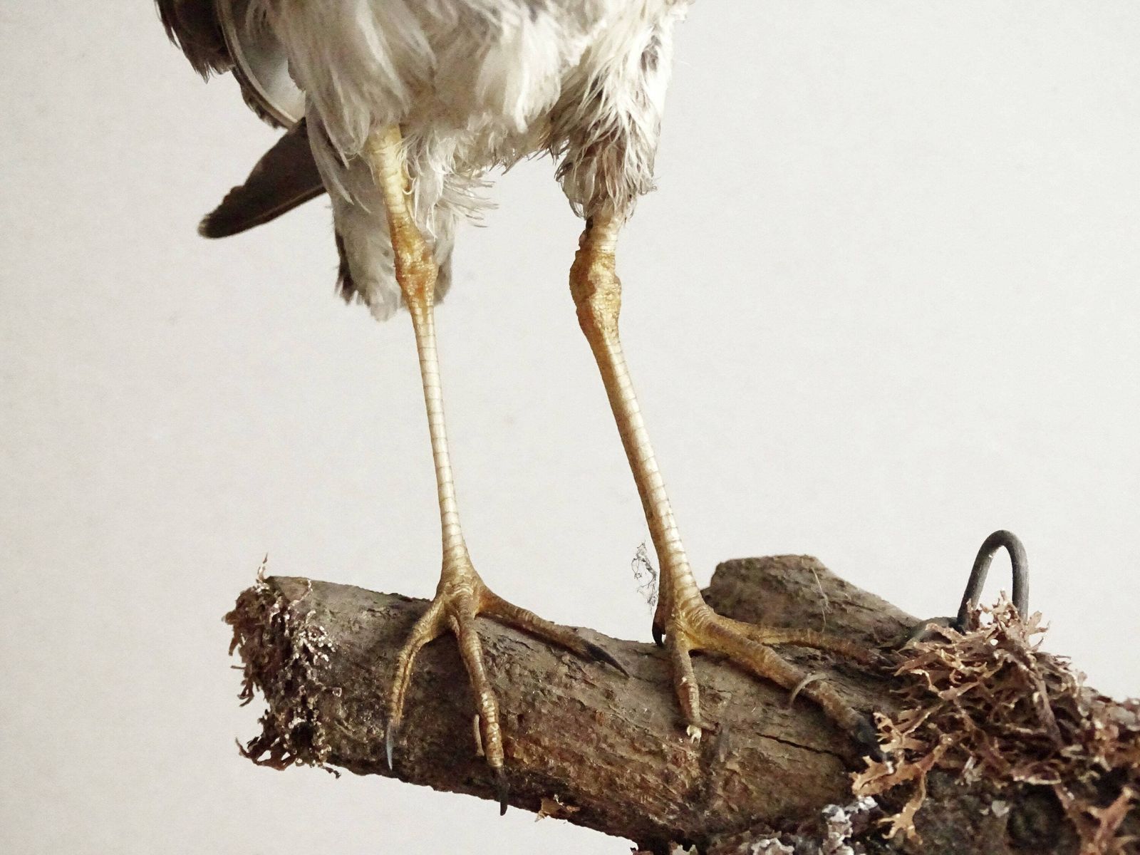 photo furniture Vintage Opgezette Vogel Calidris Pugnax, Echte Genaturaliseerde Vogel Op Tak, Europees Jachttrofee, Opgezette Vogel, Taxidermie
