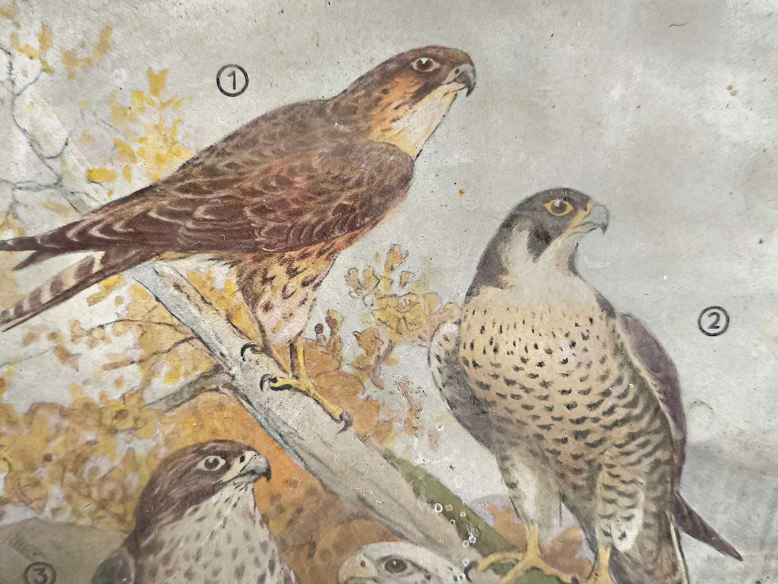 Antieke Prent Roofvogels, Valk Lithografie: Vogelillustratie Jaren 1870, Metalen Lijst photo furniture