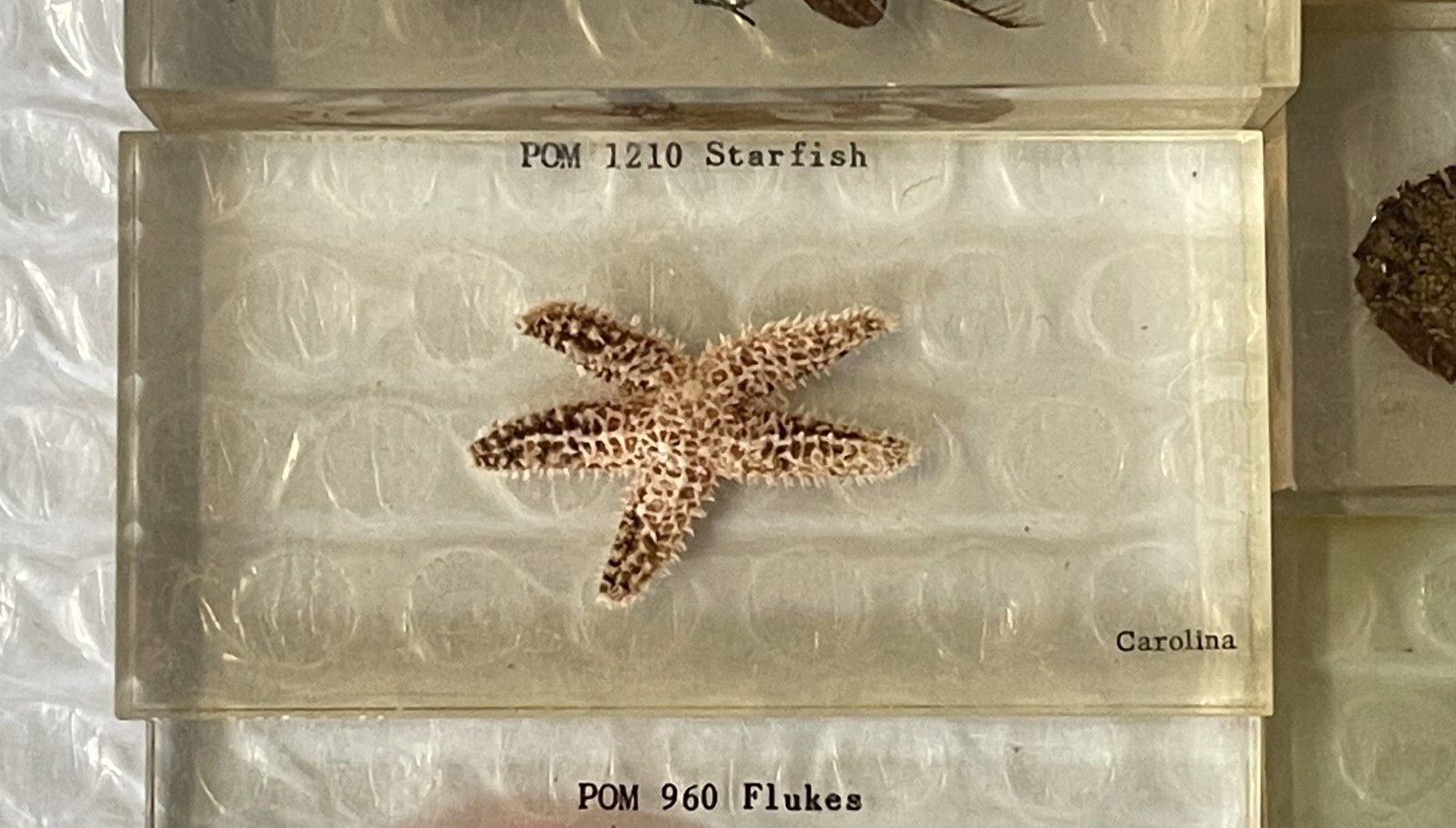 Rare Suite Of Original Natural History Museum Cased In Perspex Specimens photo 950.0