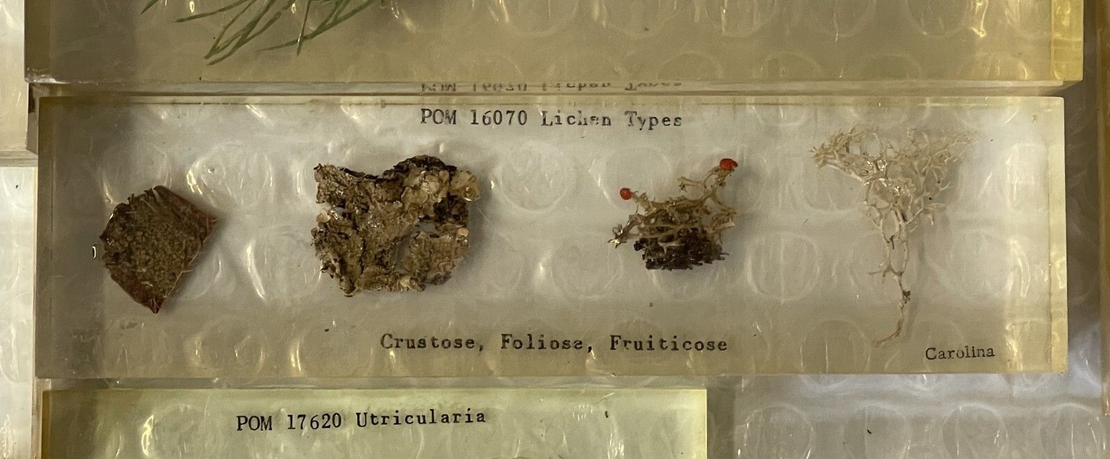 photo furniture Rare Suite Of Original Natural History Museum Cased In Perspex Specimens