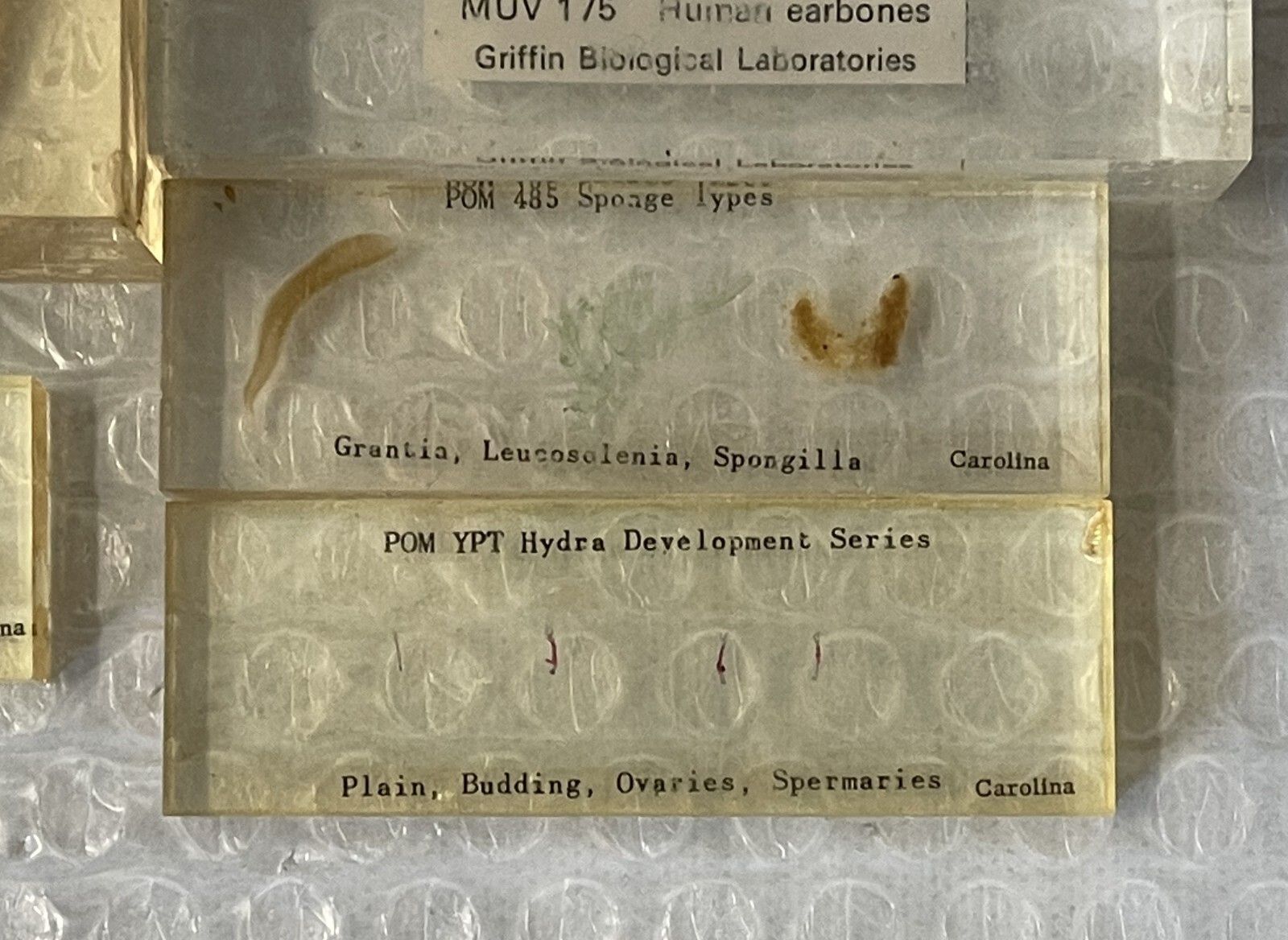 950.0 Rare Suite Of Original Natural History Museum Cased In Perspex Specimens photo