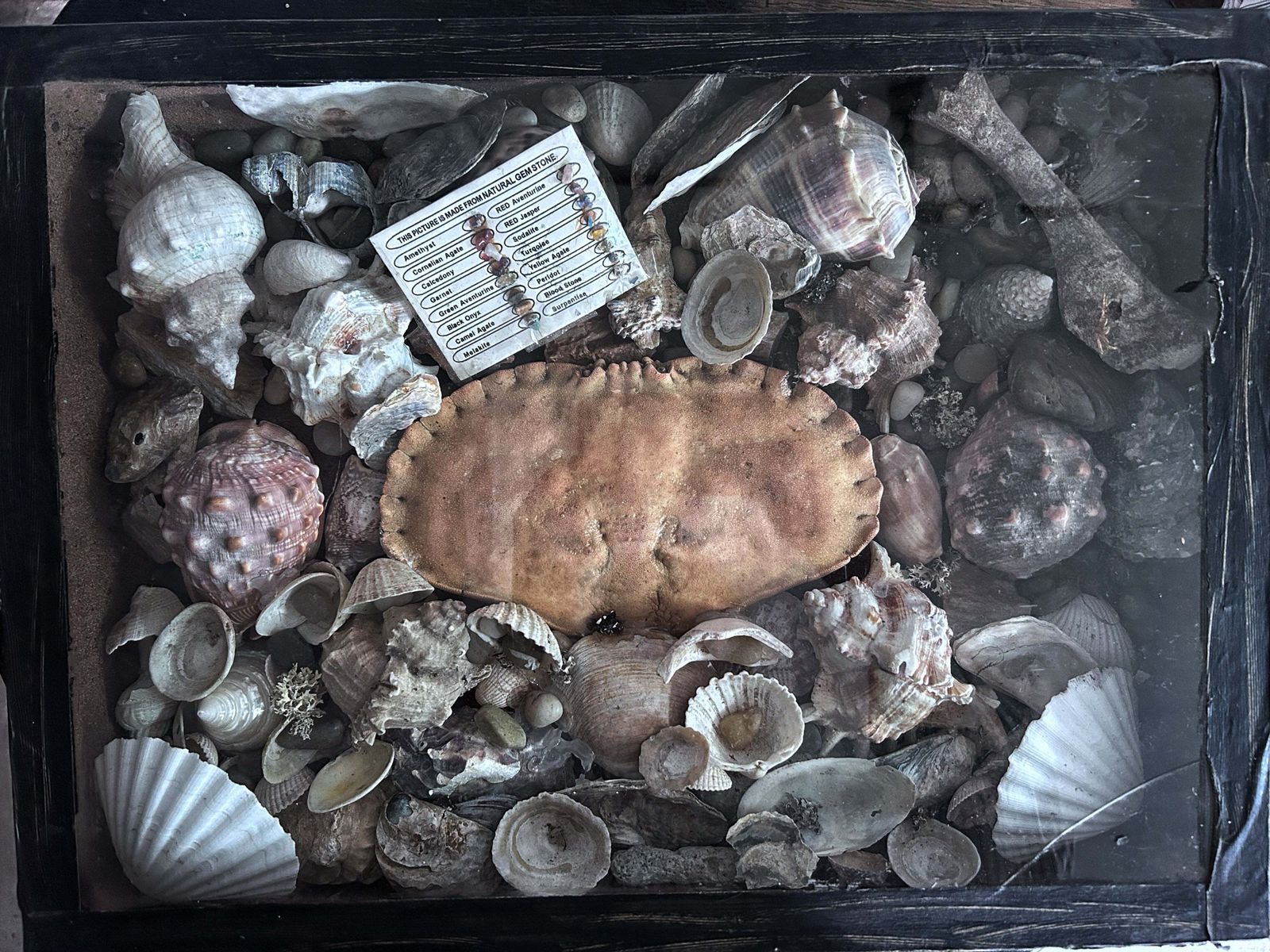 Wunderkammer Vintage Curiosity Collection Glass Fronted Wooden Box Of Vintage Shells With Crab photo Home Decor