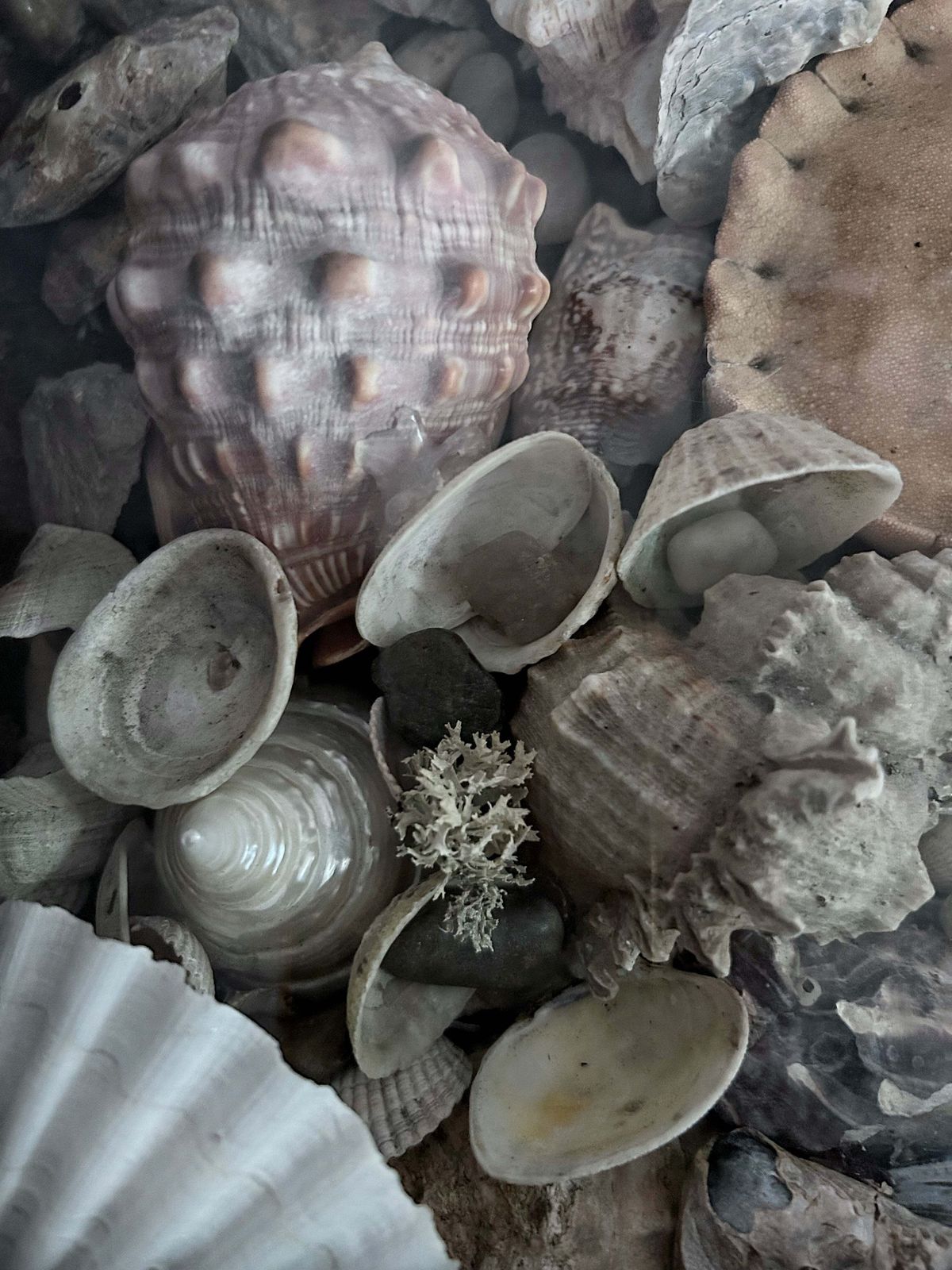 Wunderkammer Vintage Curiosity Collection Glass Fronted Wooden Box Of Vintage Shells With Crab photo buy