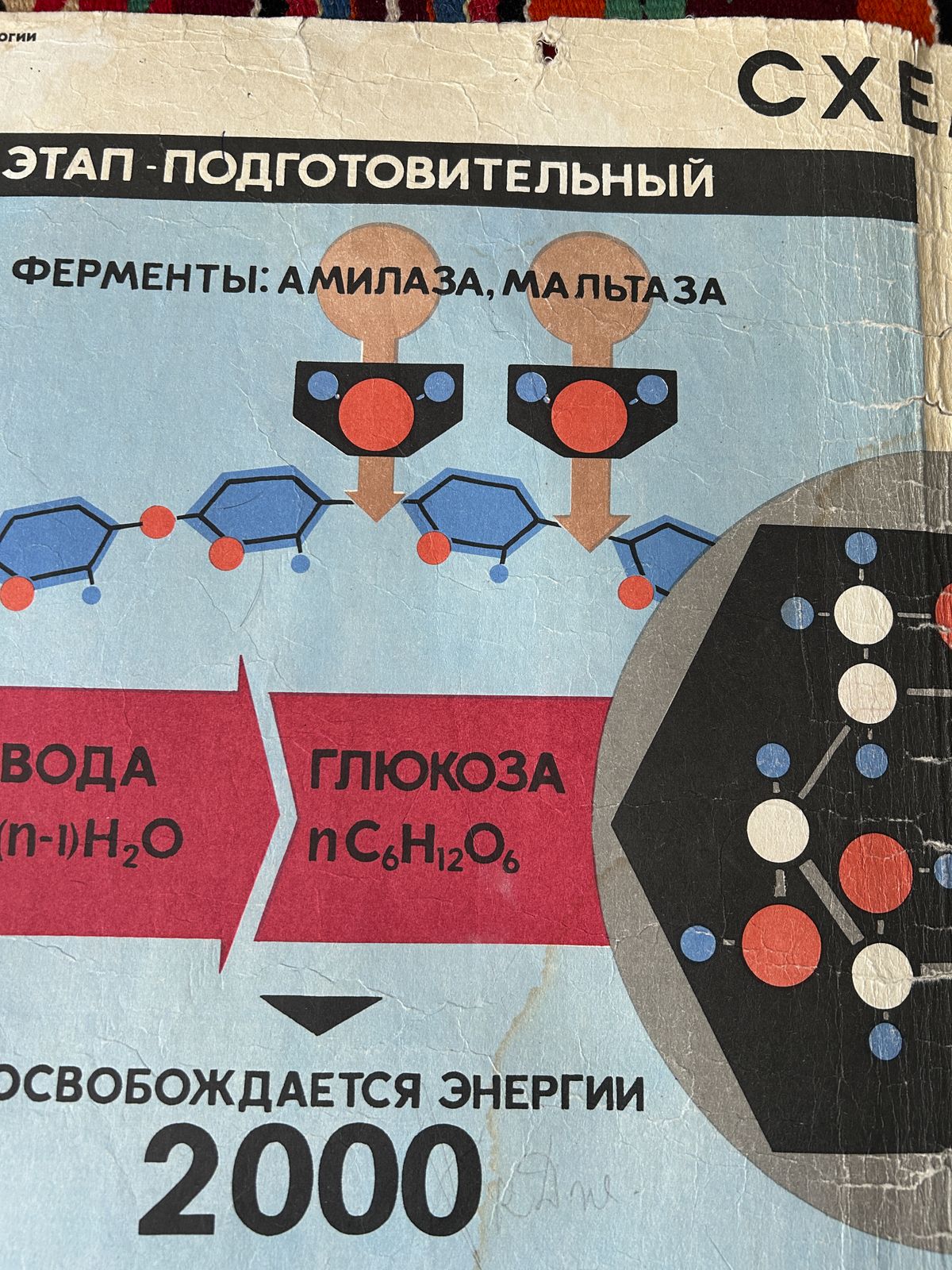 1968 Original Soviet Vintage Large Biology School Chart "Carbohydrate Metabolism" Paper On Linen, Rare Ussr Mid Century Educational Poster photo Art