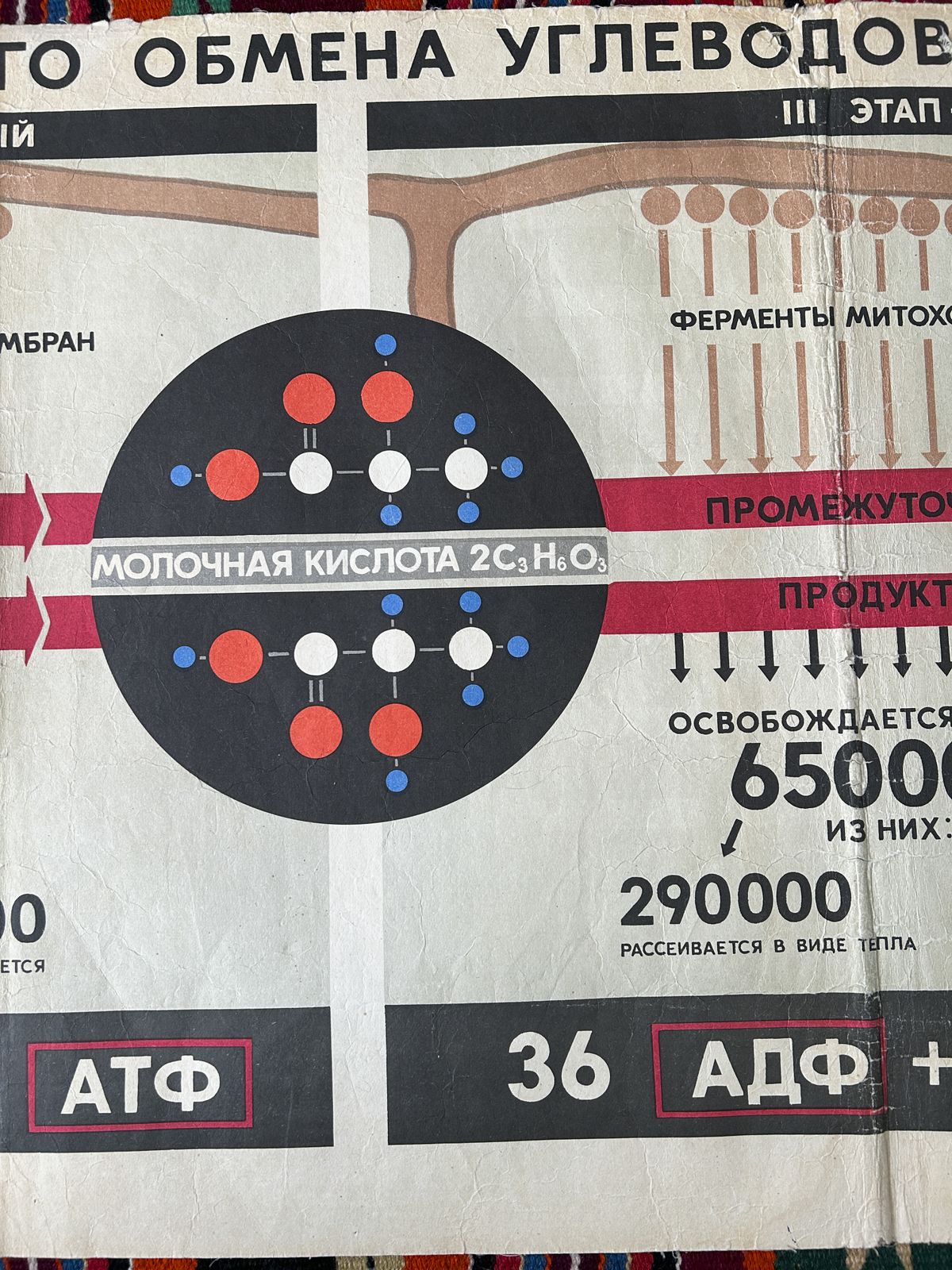photo for sale 1968 Original Soviet Vintage Large Biology School Chart "Carbohydrate Metabolism" Paper On Linen, Rare Ussr Mid Century Educational Poster