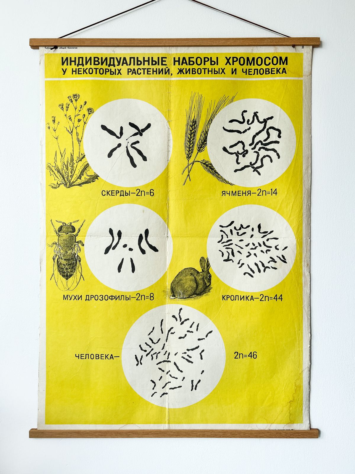1968 Original Soviet Vintage Biology School Chart "Sets Of Chromosomes In Plants Animals & Humans" Paper On Linen, Ussr Mid Century Botanical Poster photo Art