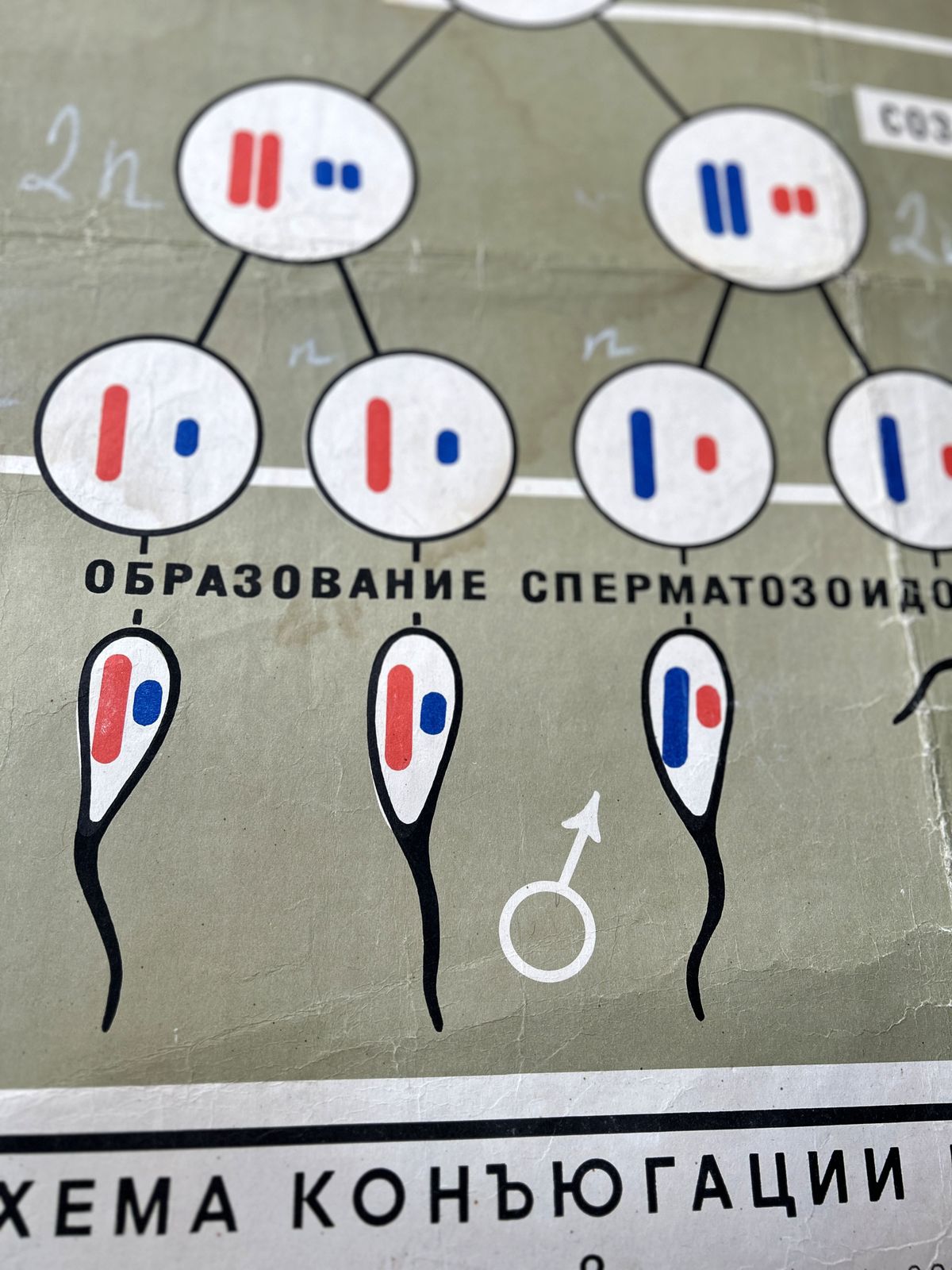 1968 Vintage Large Biology School Chart "Spermatogenesis And Ovogenesis" Paper On Linen, Soviet Mid Century Original Educational Poster photo vintage