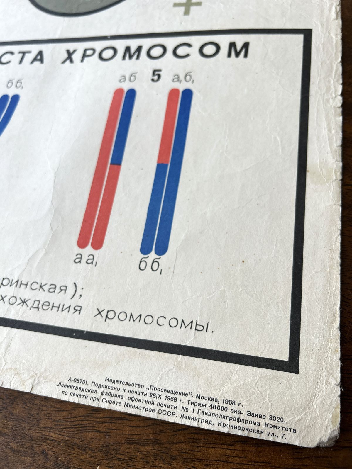 95.0 1968 Vintage Large Biology School Chart "Spermatogenesis And Ovogenesis" Paper On Linen, Soviet Mid Century Original Educational Poster photo