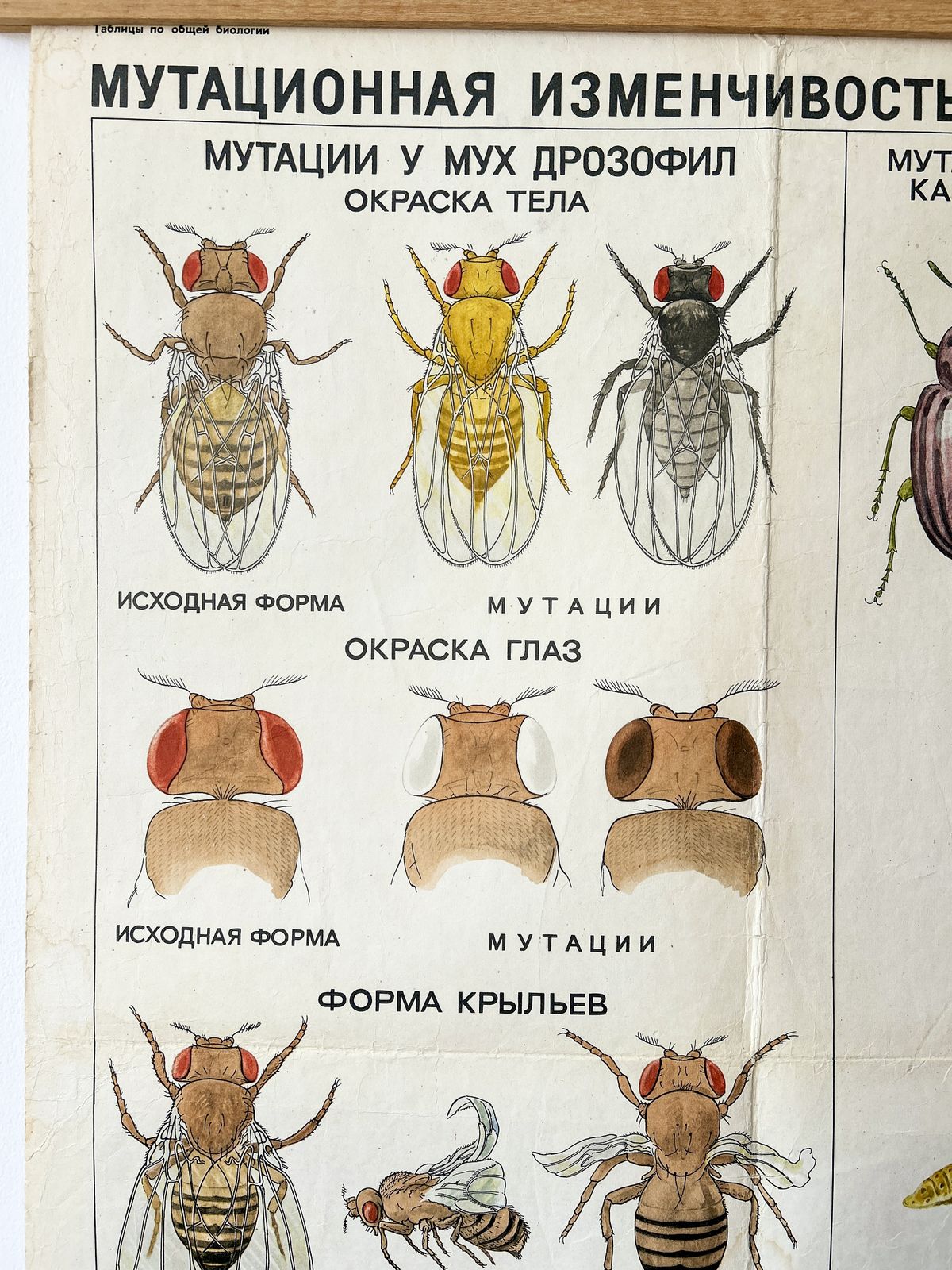 1968 "Mutations In Animals " Original Soviet Vintage Biology School Chart, Paper On Linen, Ussr Mid Century Educational Poster: Sheep, Flies, Beetle photo furniture