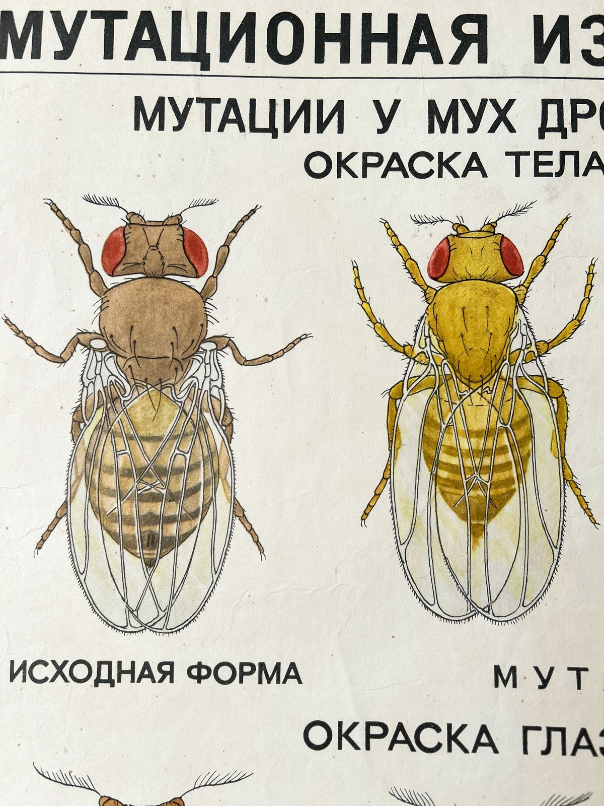 1968 "Mutations In Animals " Original Soviet Vintage Biology School Chart, Paper On Linen, Ussr Mid Century Educational Poster: Sheep, Flies, Beetle photo vinterior