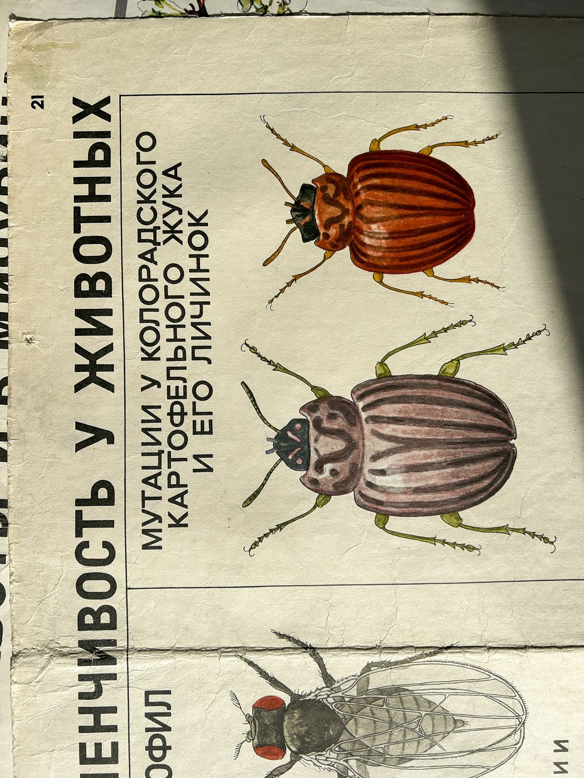 photo vinterior 1968 "Mutations In Animals " Original Soviet Vintage Biology School Chart, Paper On Linen, Ussr Mid Century Educational Poster: Sheep, Flies, Beetle