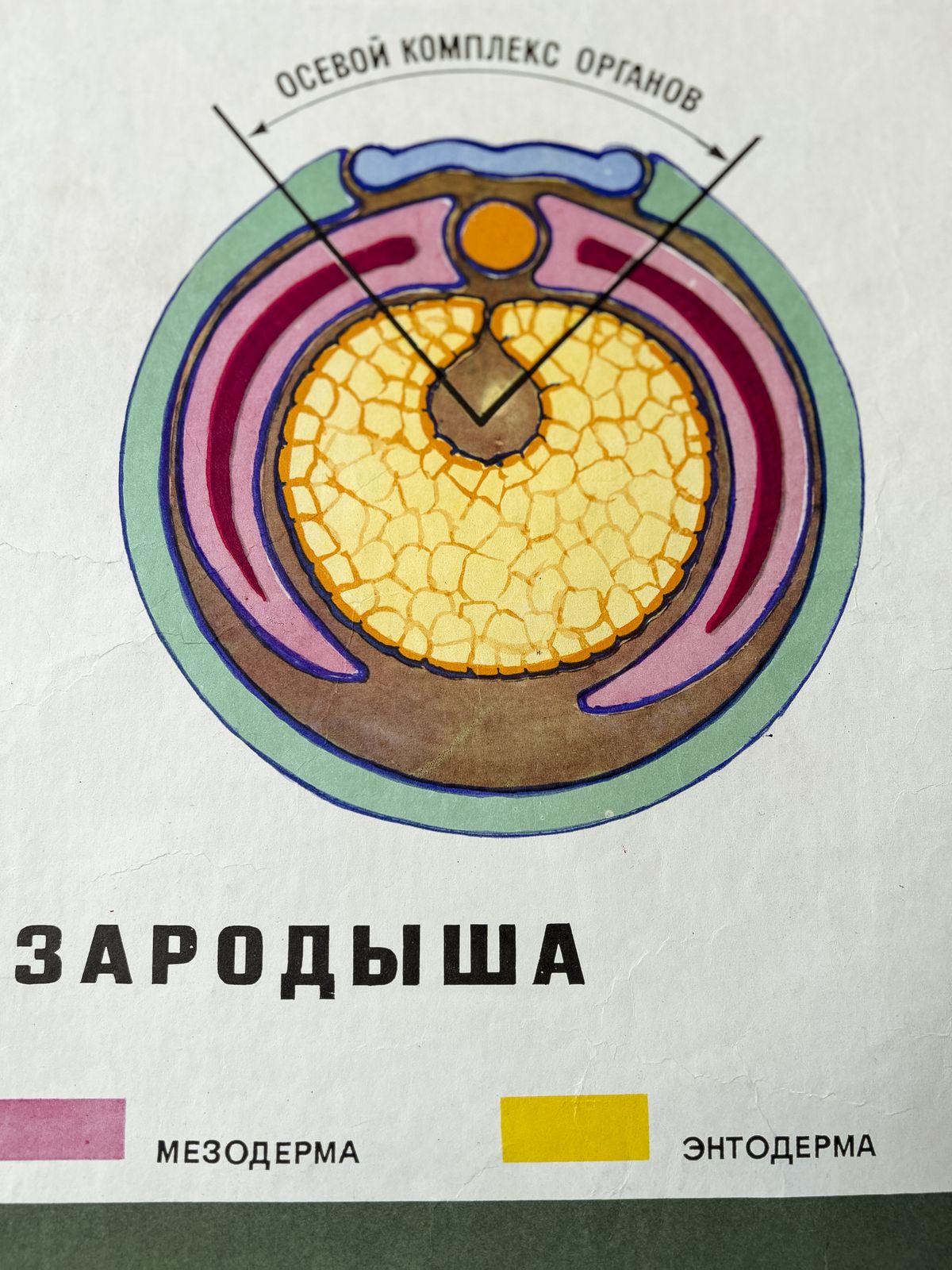 1968 Soviet Biology School Chart "Interaction Of Parts Of A Developing Embryo On Example Of Triton" Paper On Linen, Original Ussr Mid Century Educational Poster photo for sale