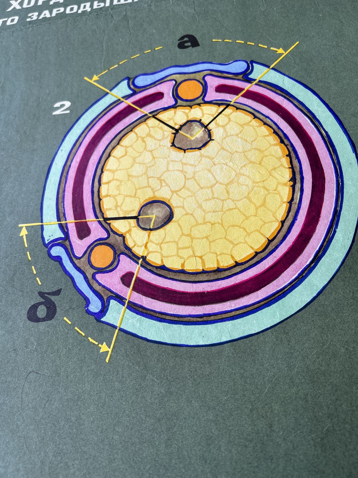 Art 1968 Soviet Biology School Chart "Interaction Of Parts Of A Developing Embryo On Example Of Triton" Paper On Linen, Original Ussr Mid Century Educational Poster photo