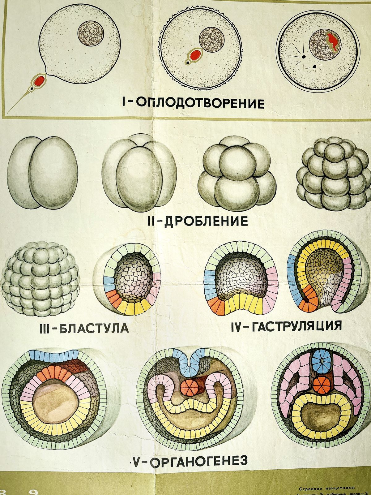 1968 Original Soviet Biology School Chart "Individual Development Of Chordates, Lancet" Paper On Linen, Ussr Mid Century Poster photo buy