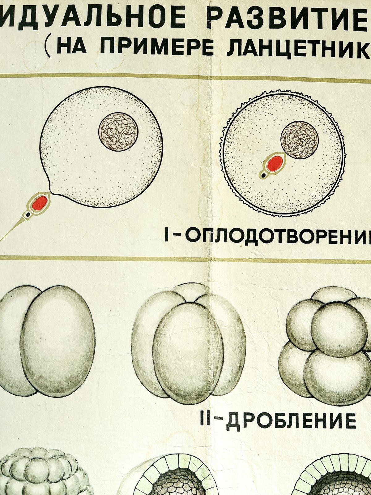 photo buy 1968 Original Soviet Biology School Chart "Individual Development Of Chordates, Lancet" Paper On Linen, Ussr Mid Century Poster